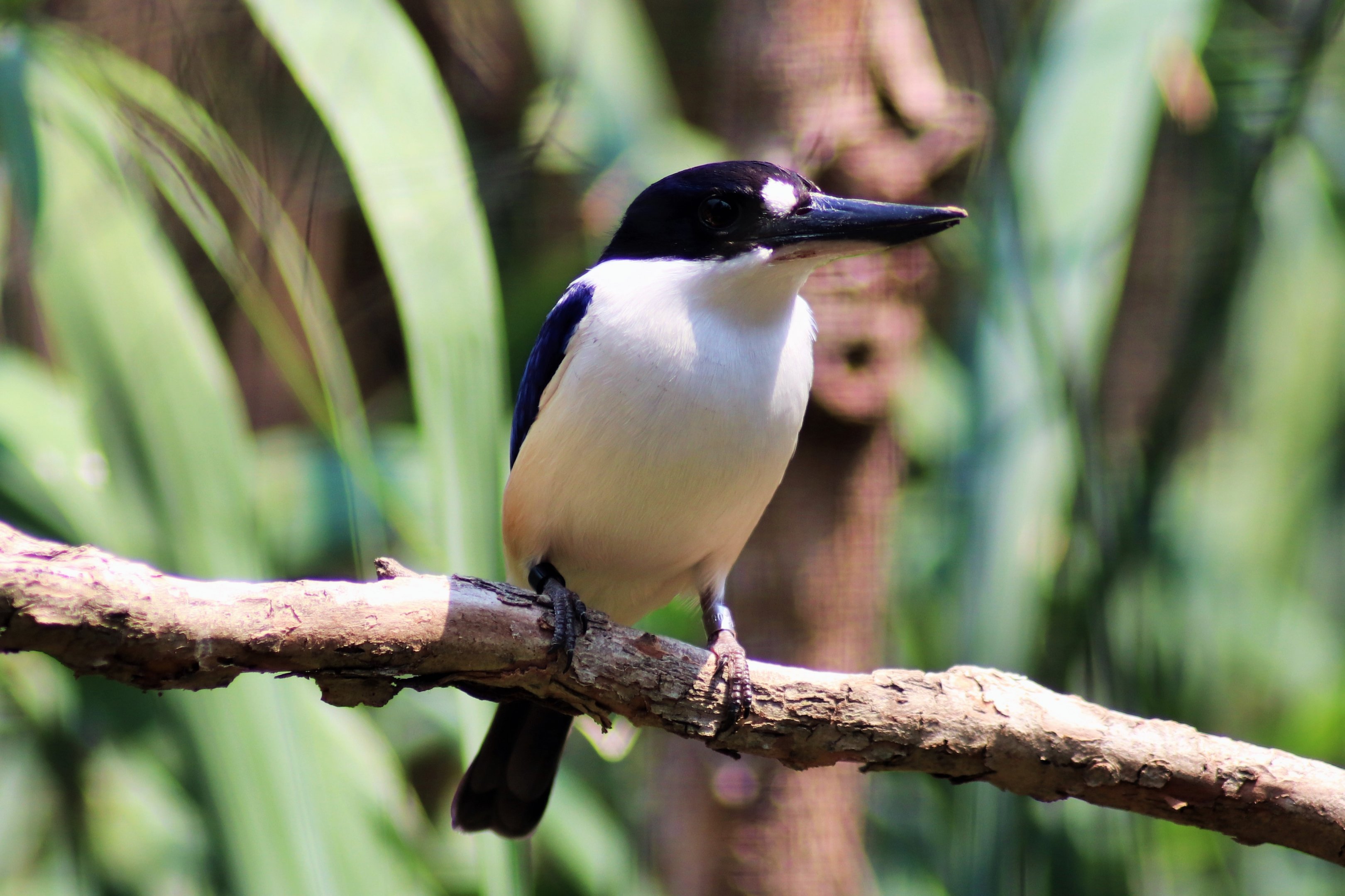 Forest Kingfisher (Todiramphus macleayii)