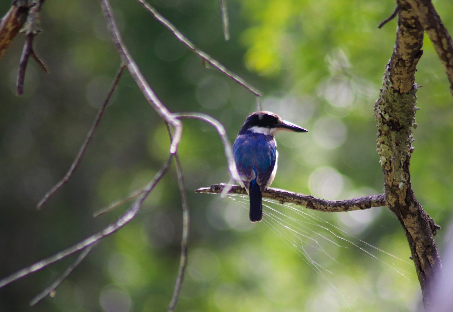 Forest Kingfisher (Todiramphus macleayii)