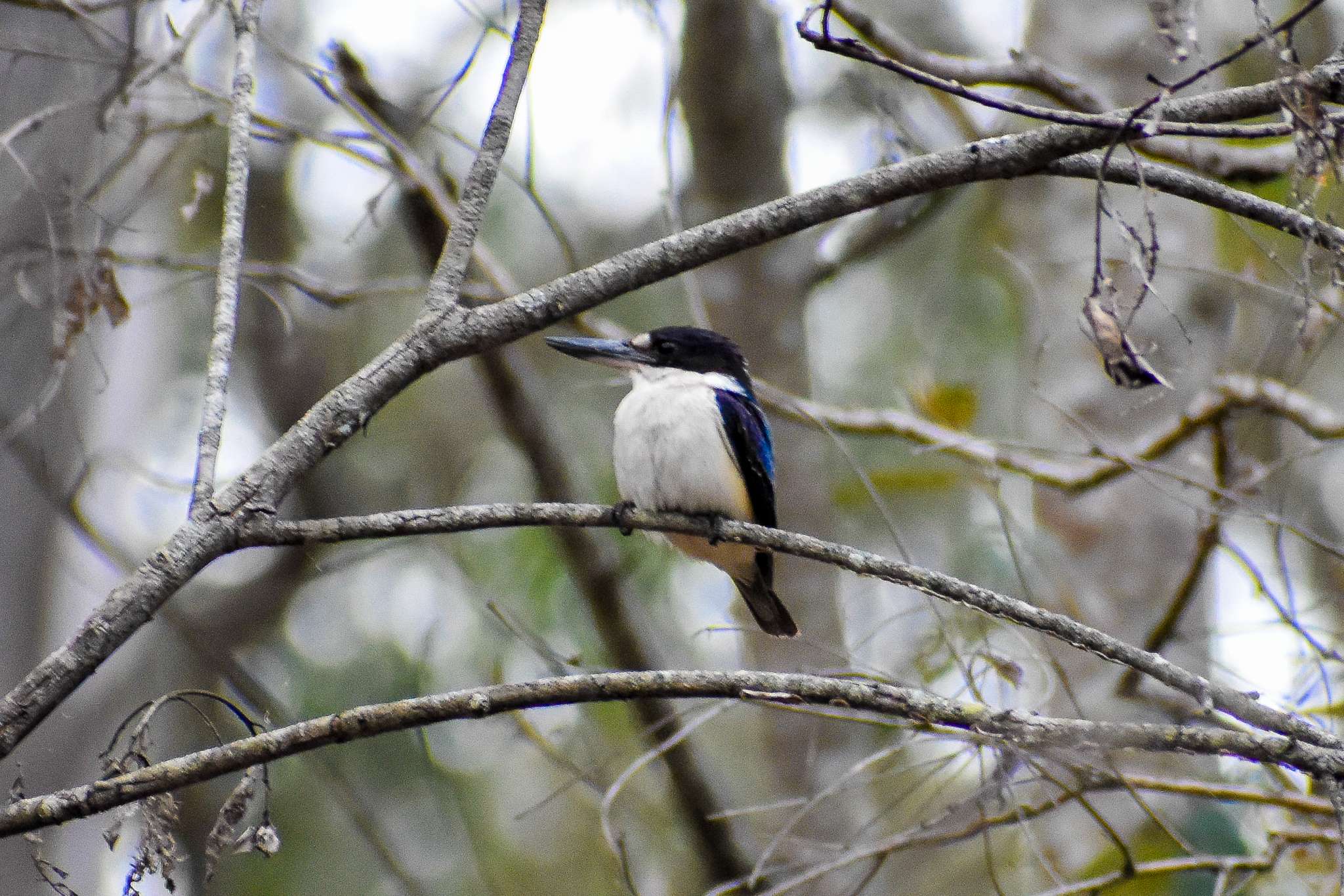 Forest Kingfisher (Todiramphus macleayii)
