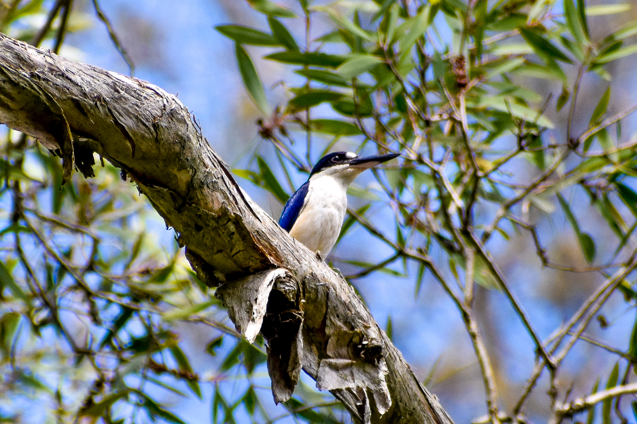 Forest Kingfisher (Todiramphus macleayii)
