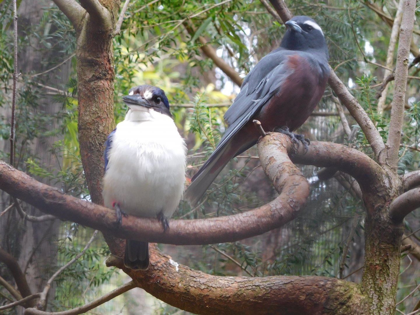 Forest Kingfisher & White-browed Woodswallow