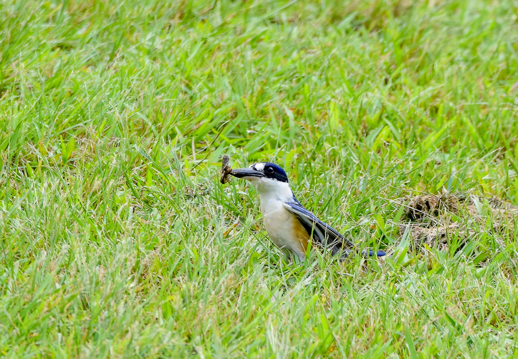 Forest Kingfisher (wild) in rhino enclosure