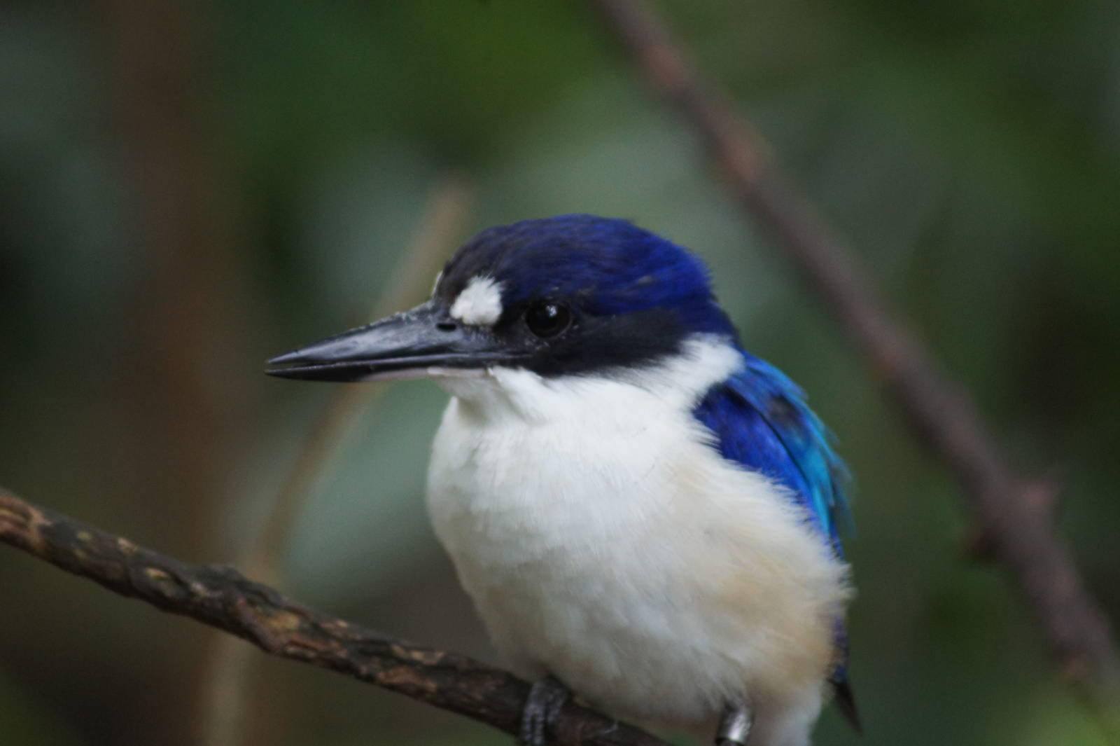 Forest kingfisher