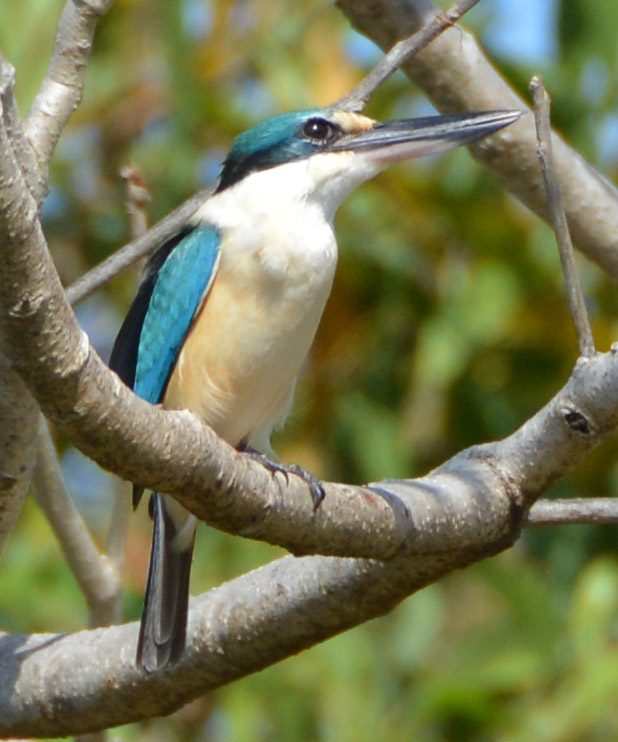 Forest kingfisher