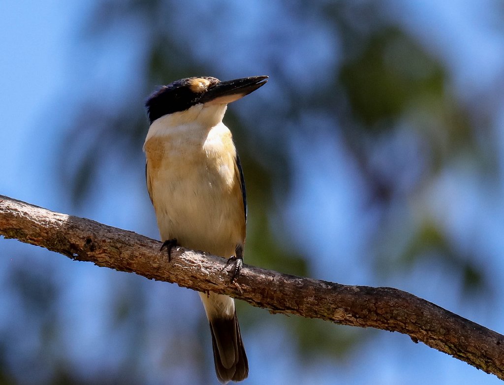 Forest Kingfisher