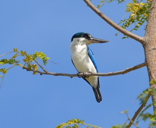 Forest kingfisher
