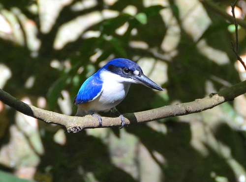 Forest kingfisher.