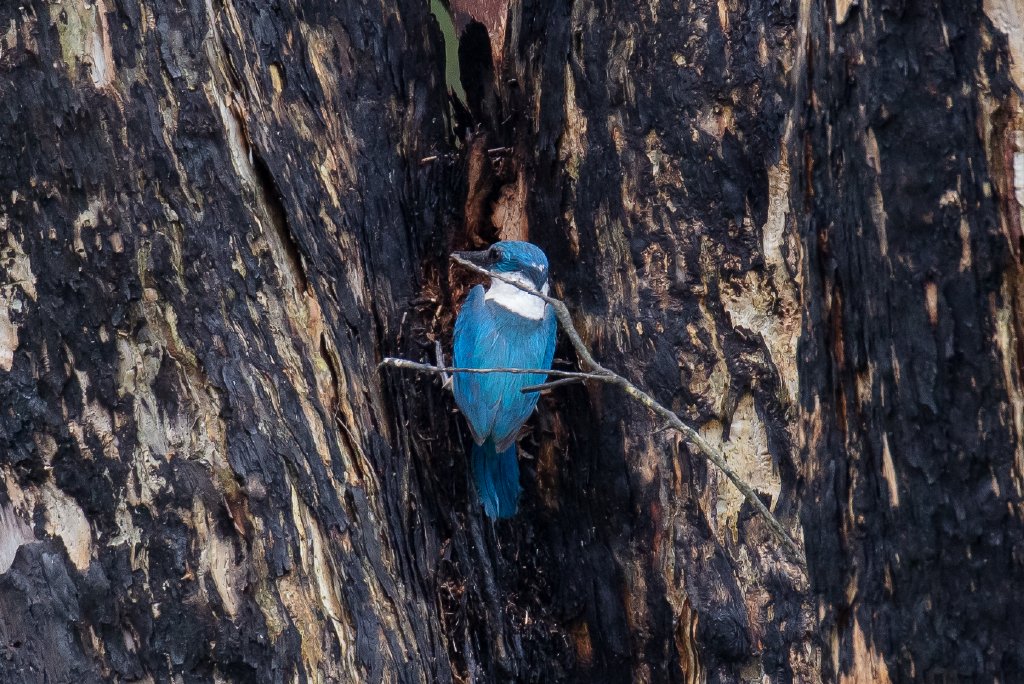 Forest Kingfisher