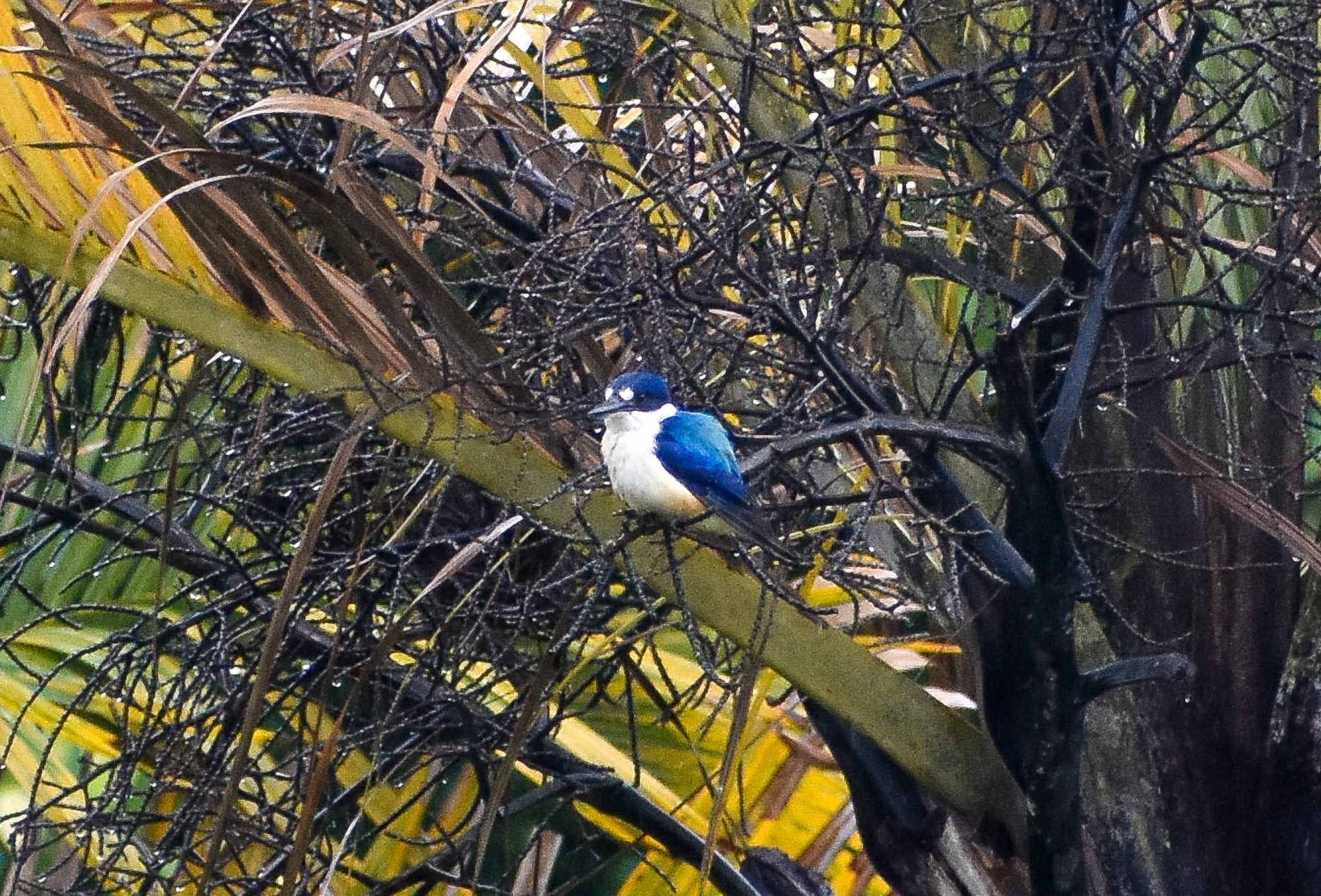 Forest Kingfisher