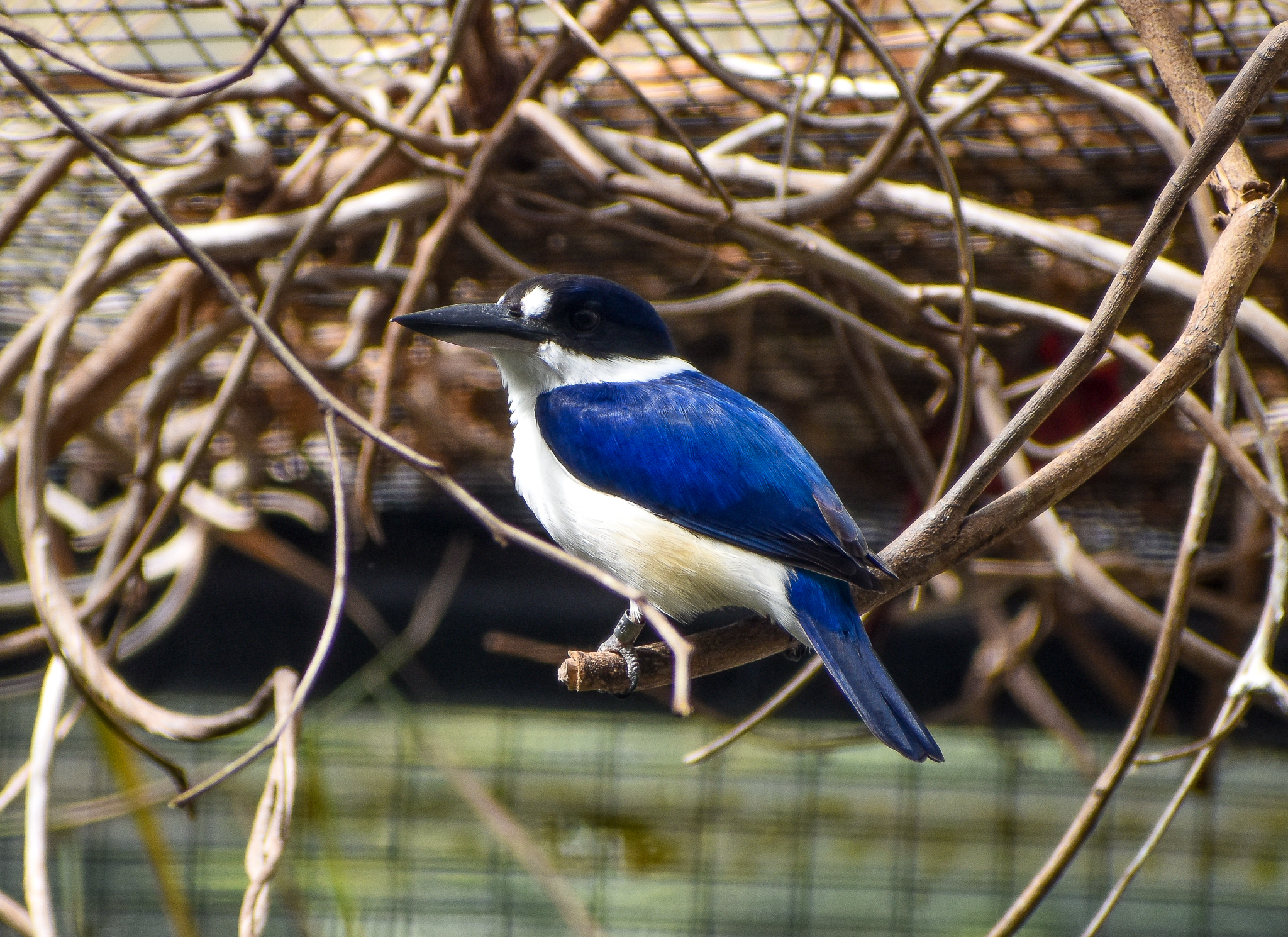 Forest Kingfisher