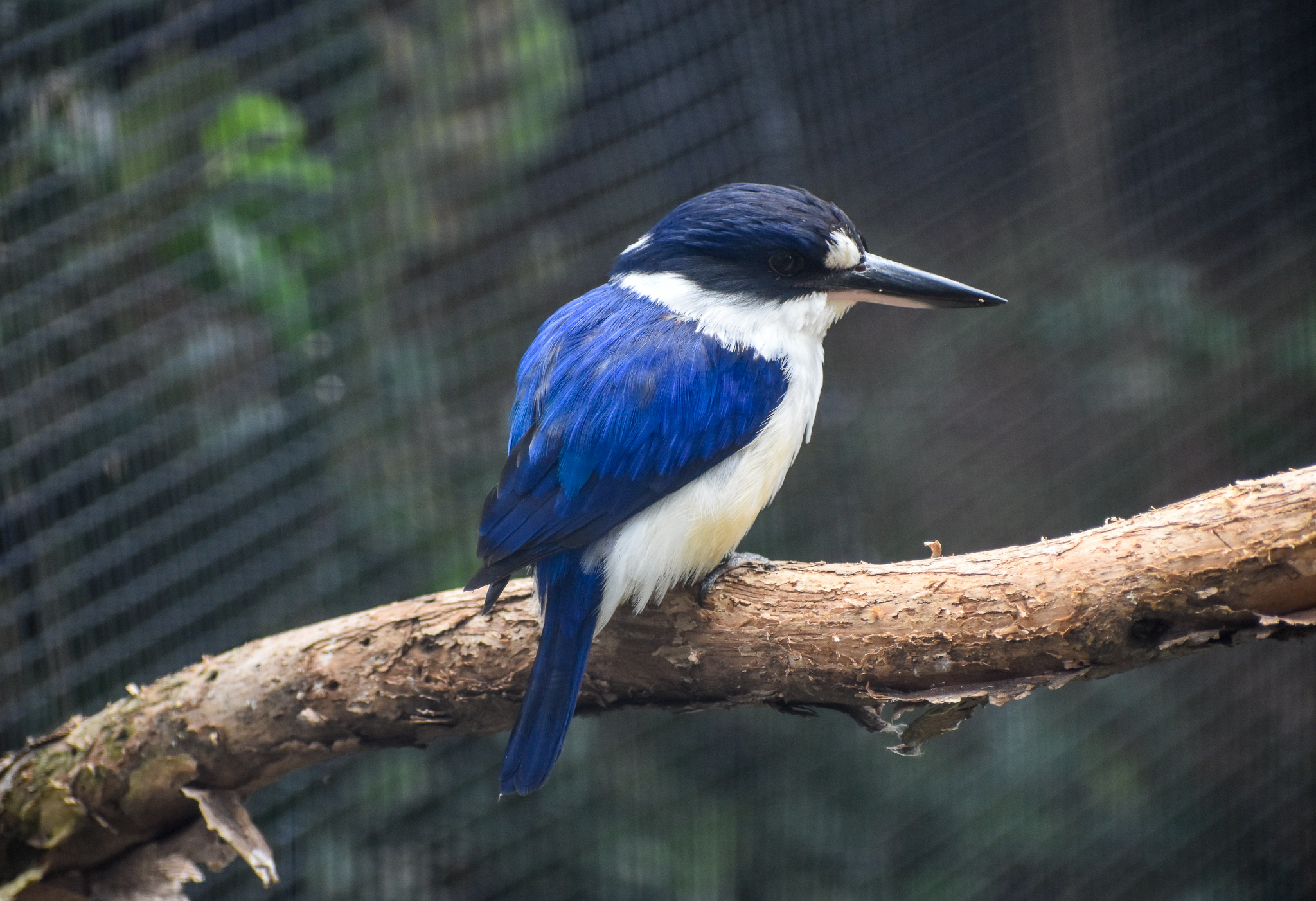 Forest Kingfisher
