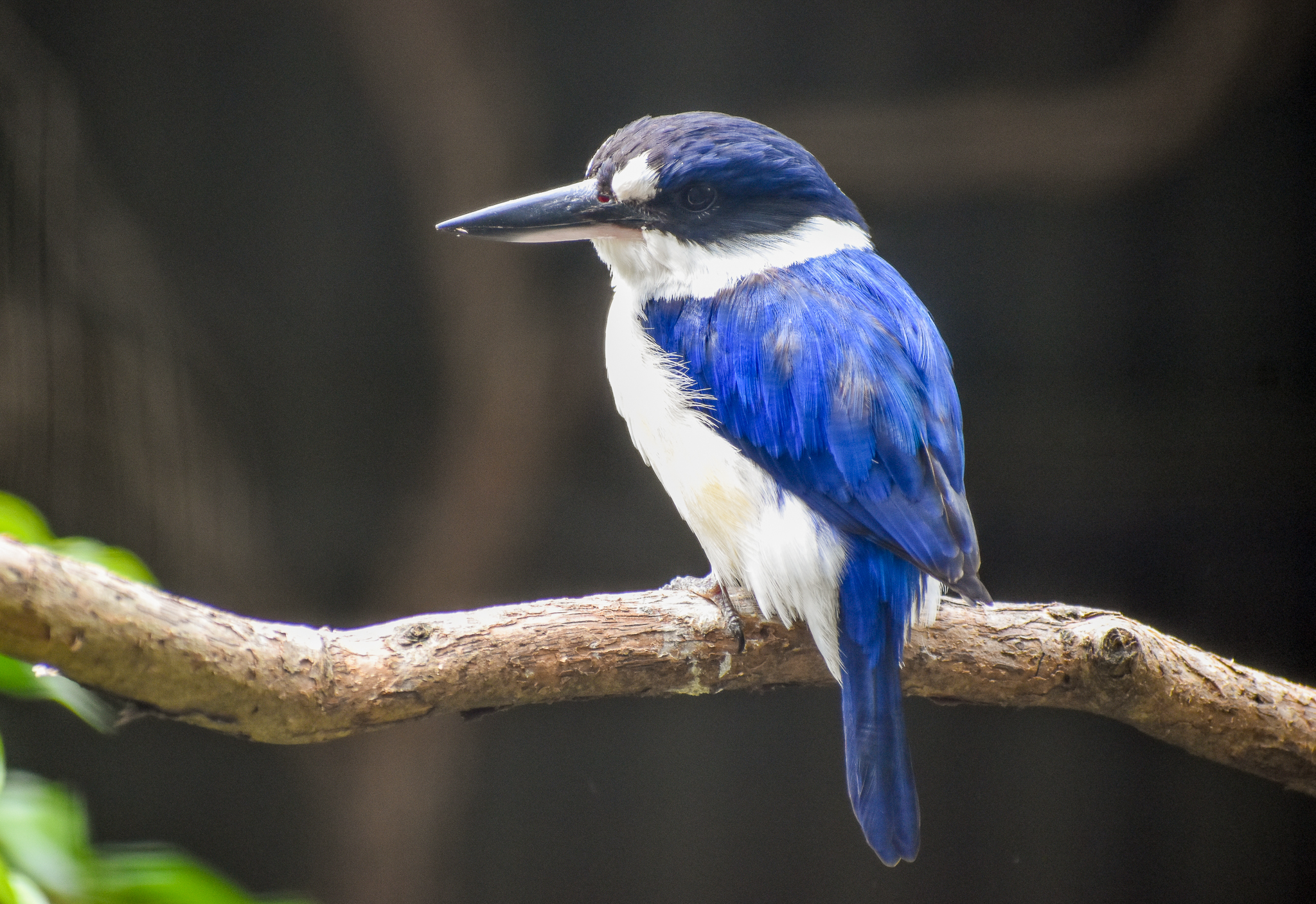 Forest Kingfisher