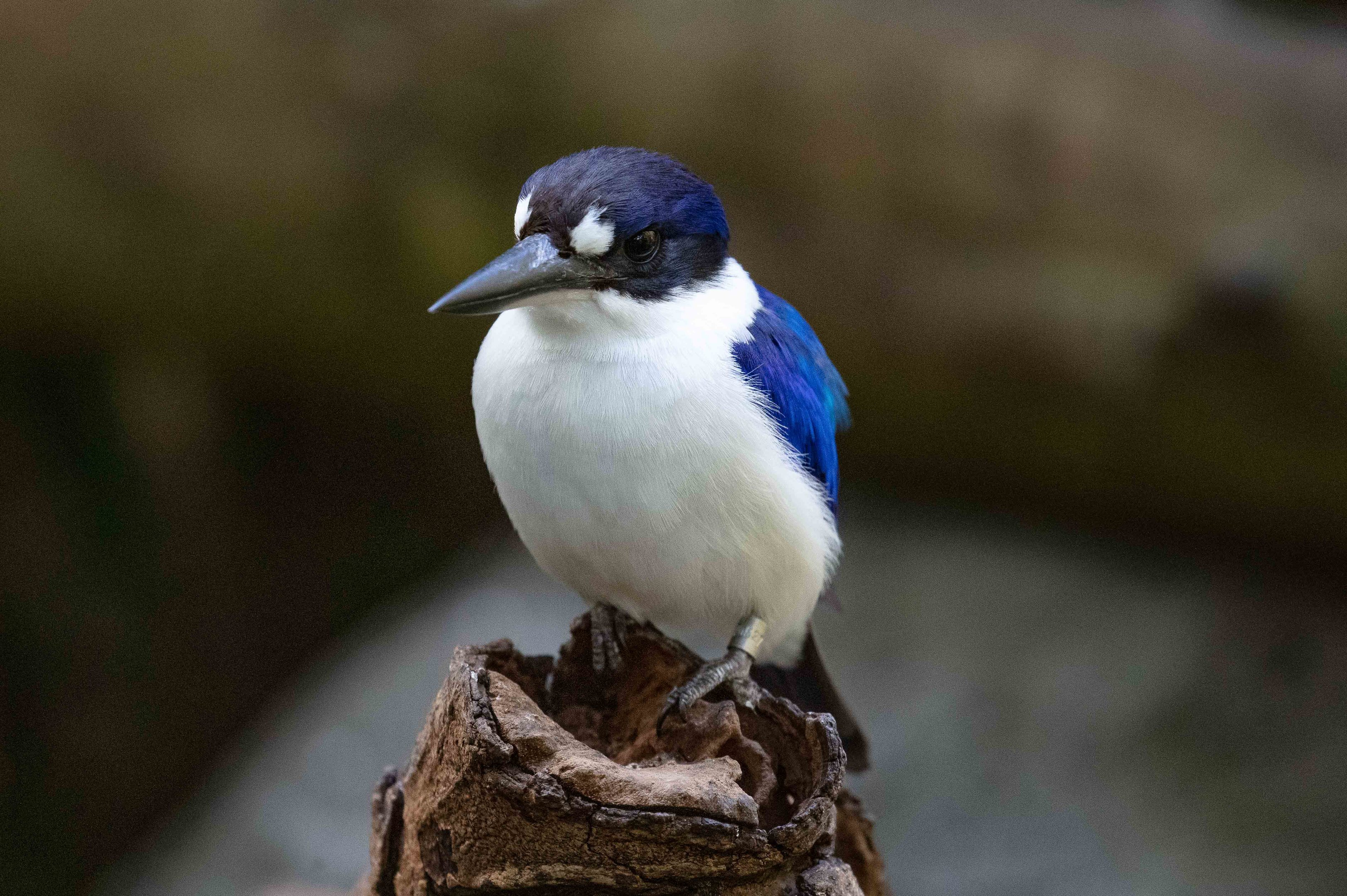 Forest Kingfisher