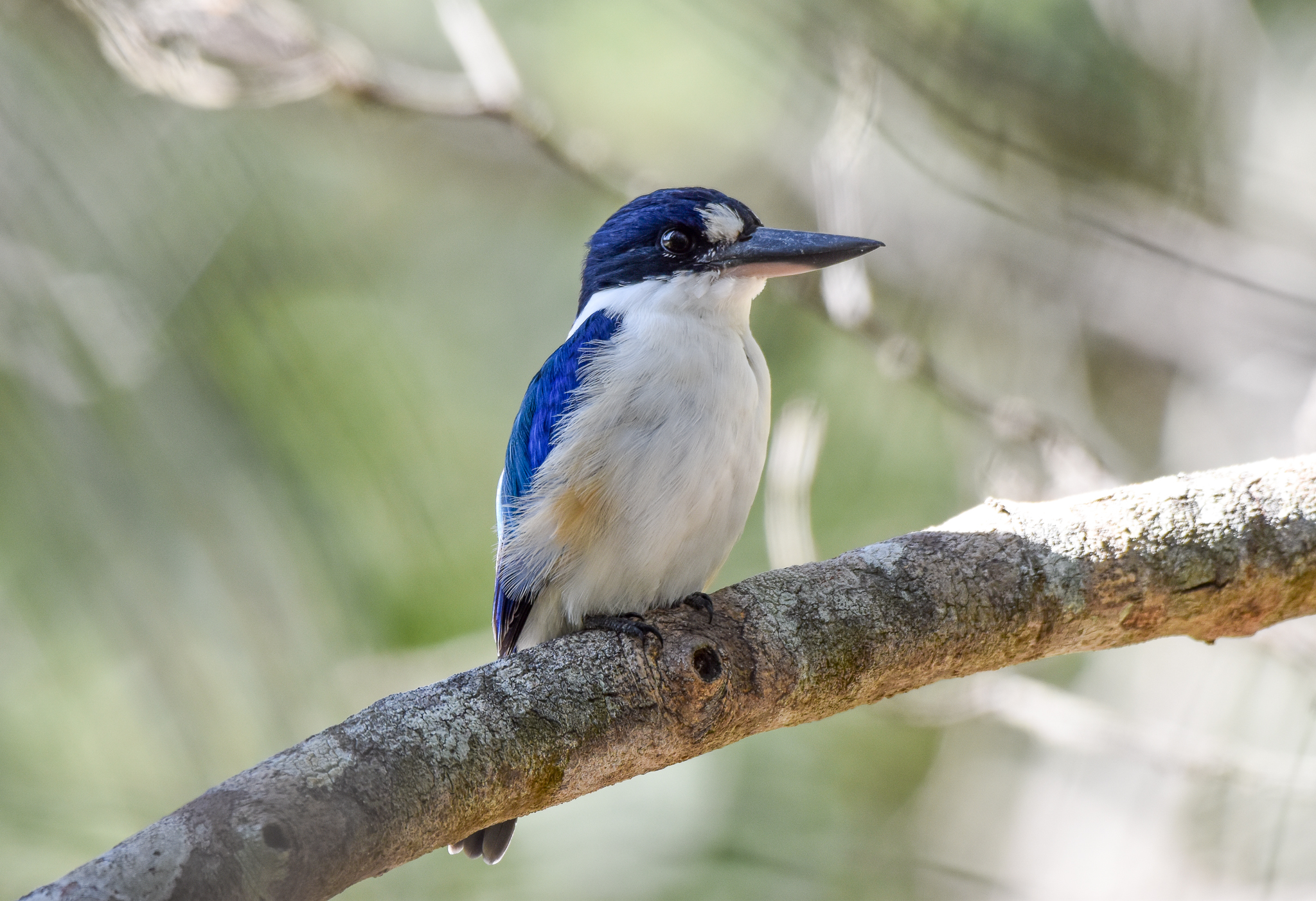 Forest Kingfisher