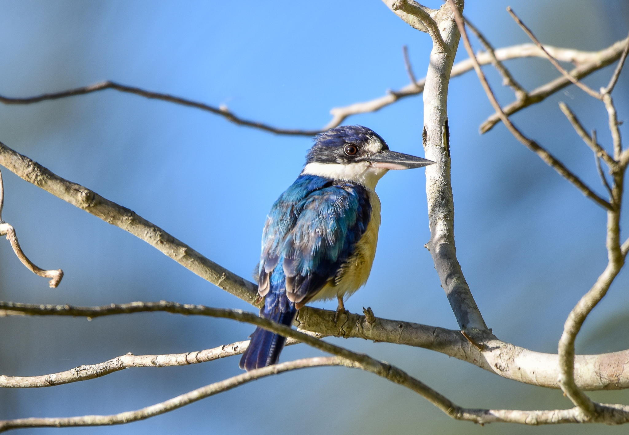 Forest Kingfisher