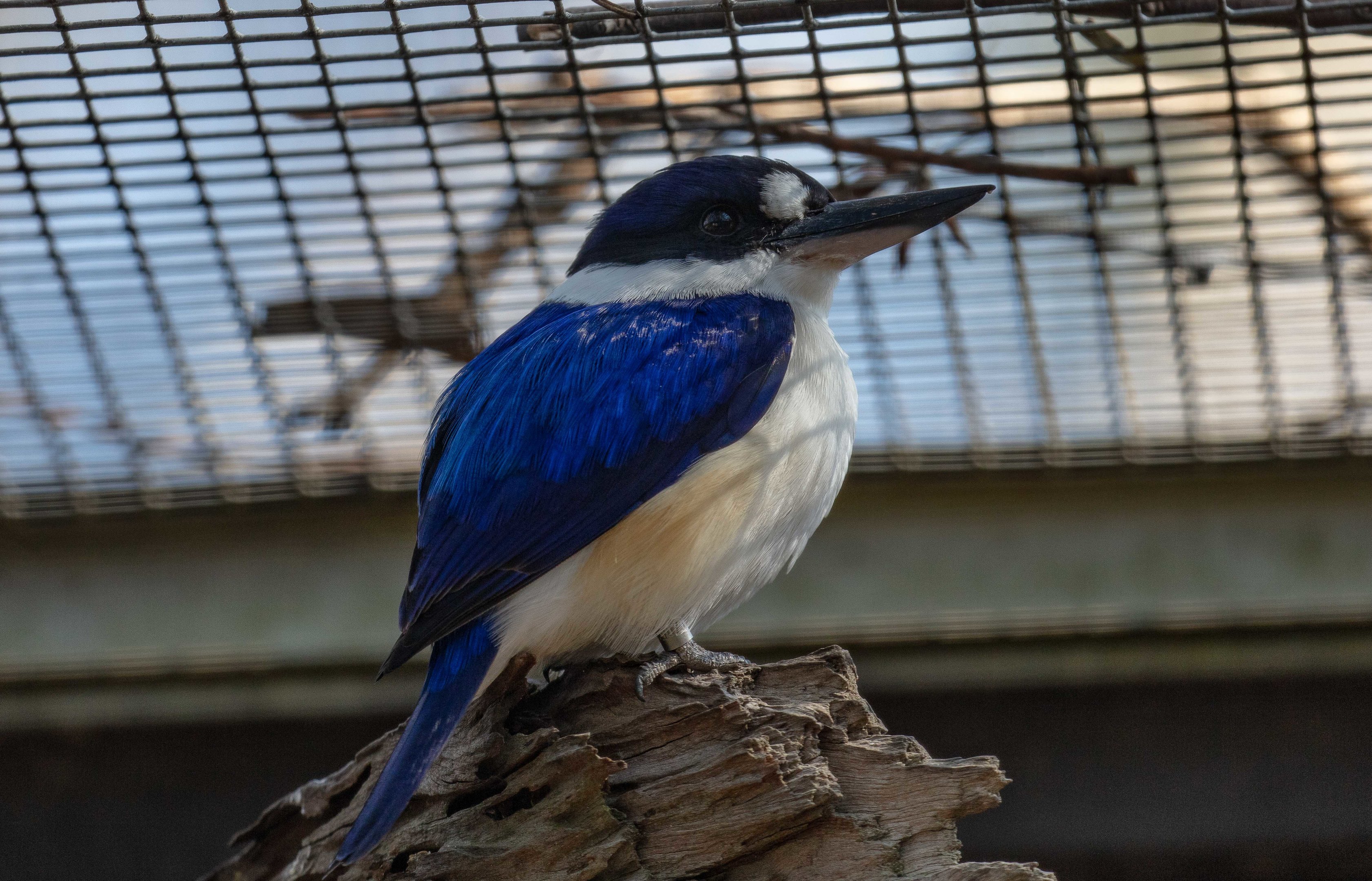Forest Kingfisher