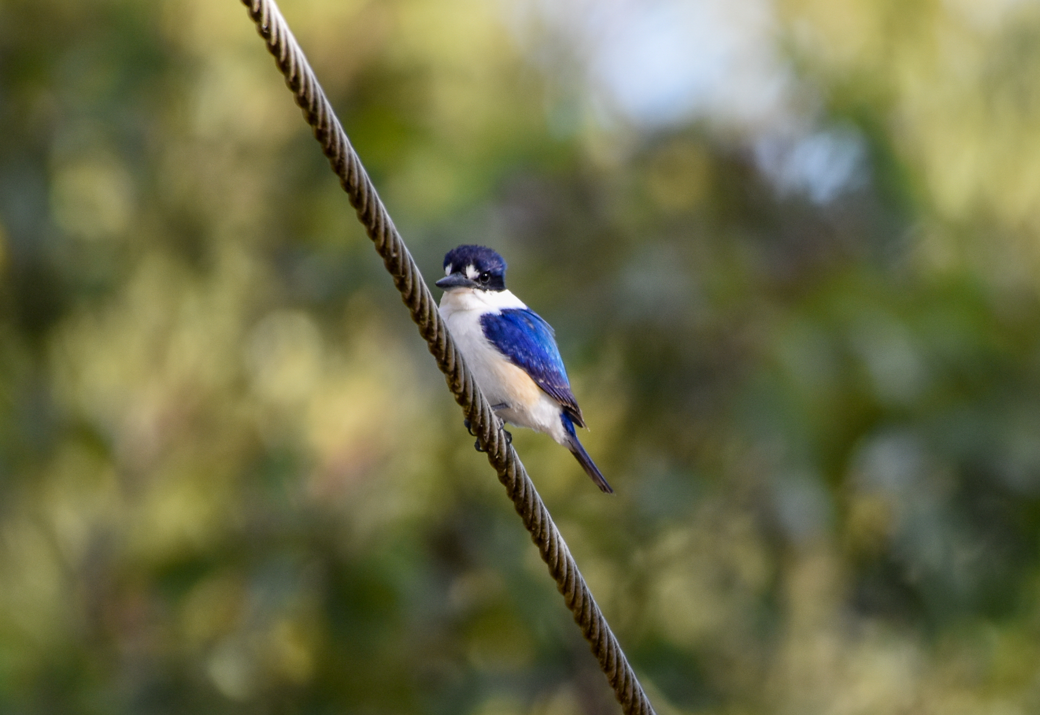 Forest Kingfisher