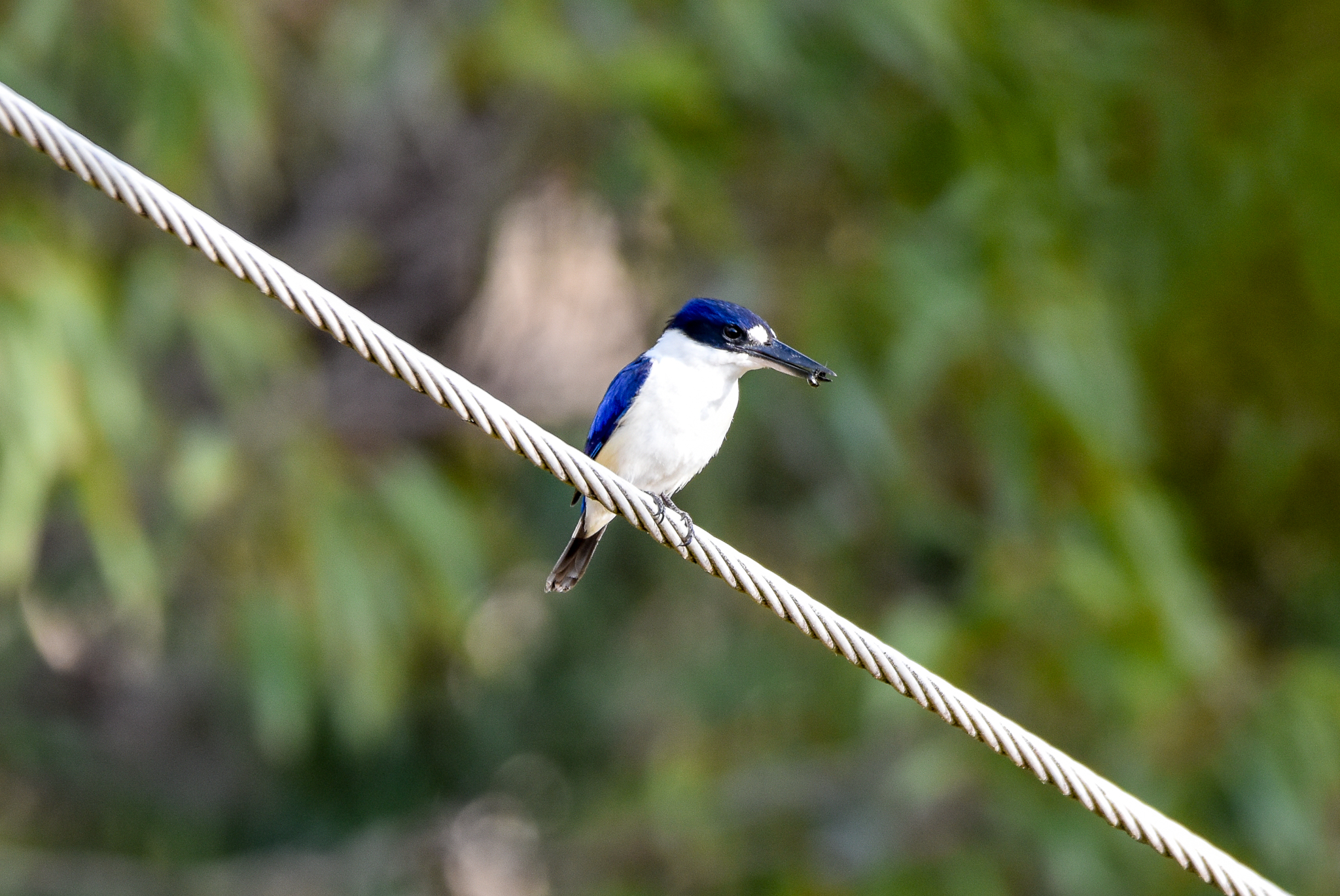 Forest Kingfisher