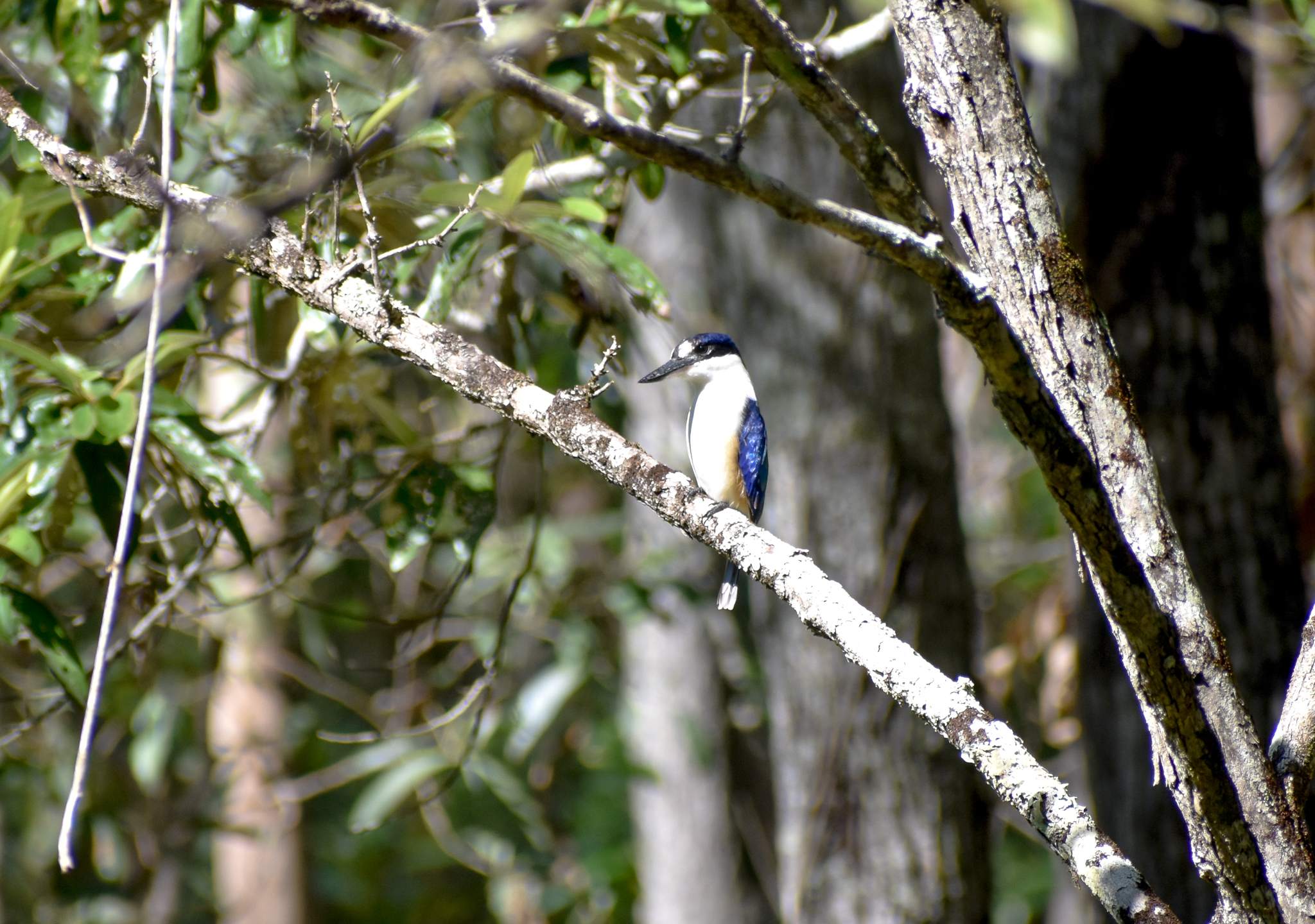 Forest Kingfisher
