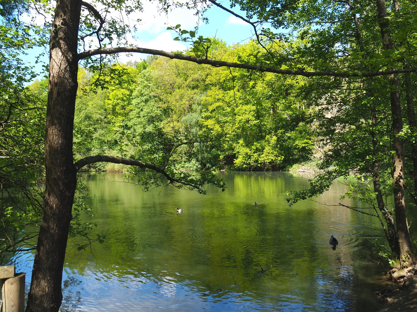 Forest lake, 2021-05-29