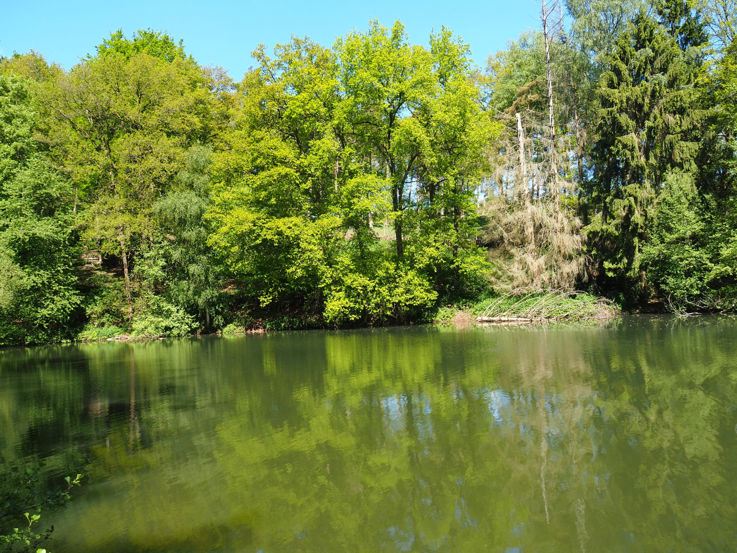 Forest lake, 2021-05-29