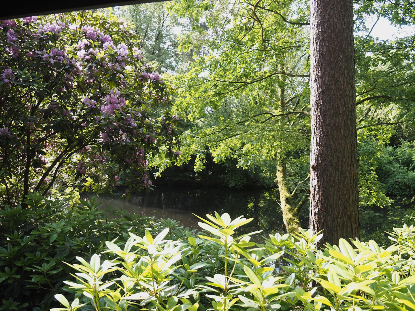 Forest lake, 2024-05-24