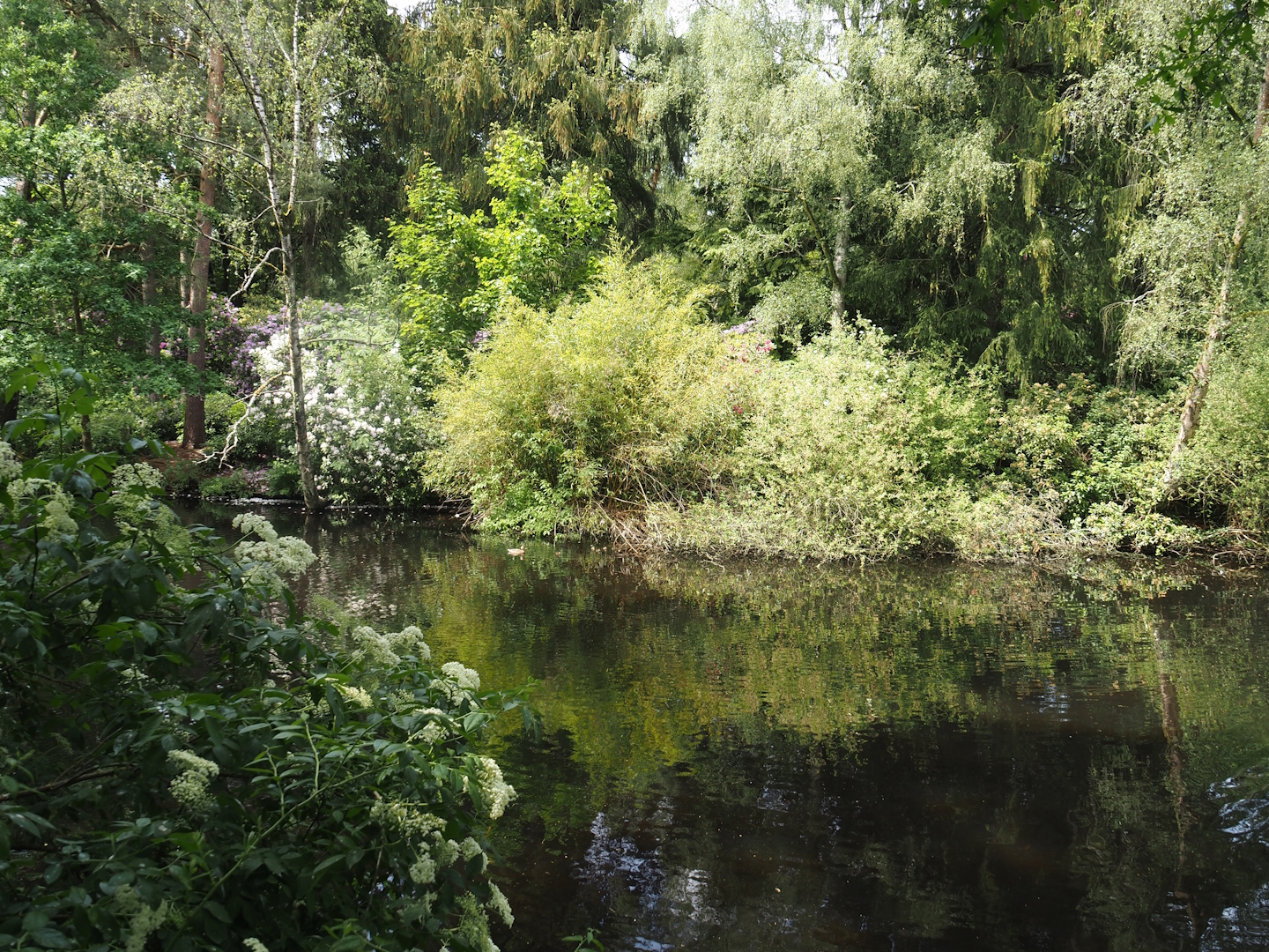 Forest lake seen from the Uhu-burg, 2024-05-21