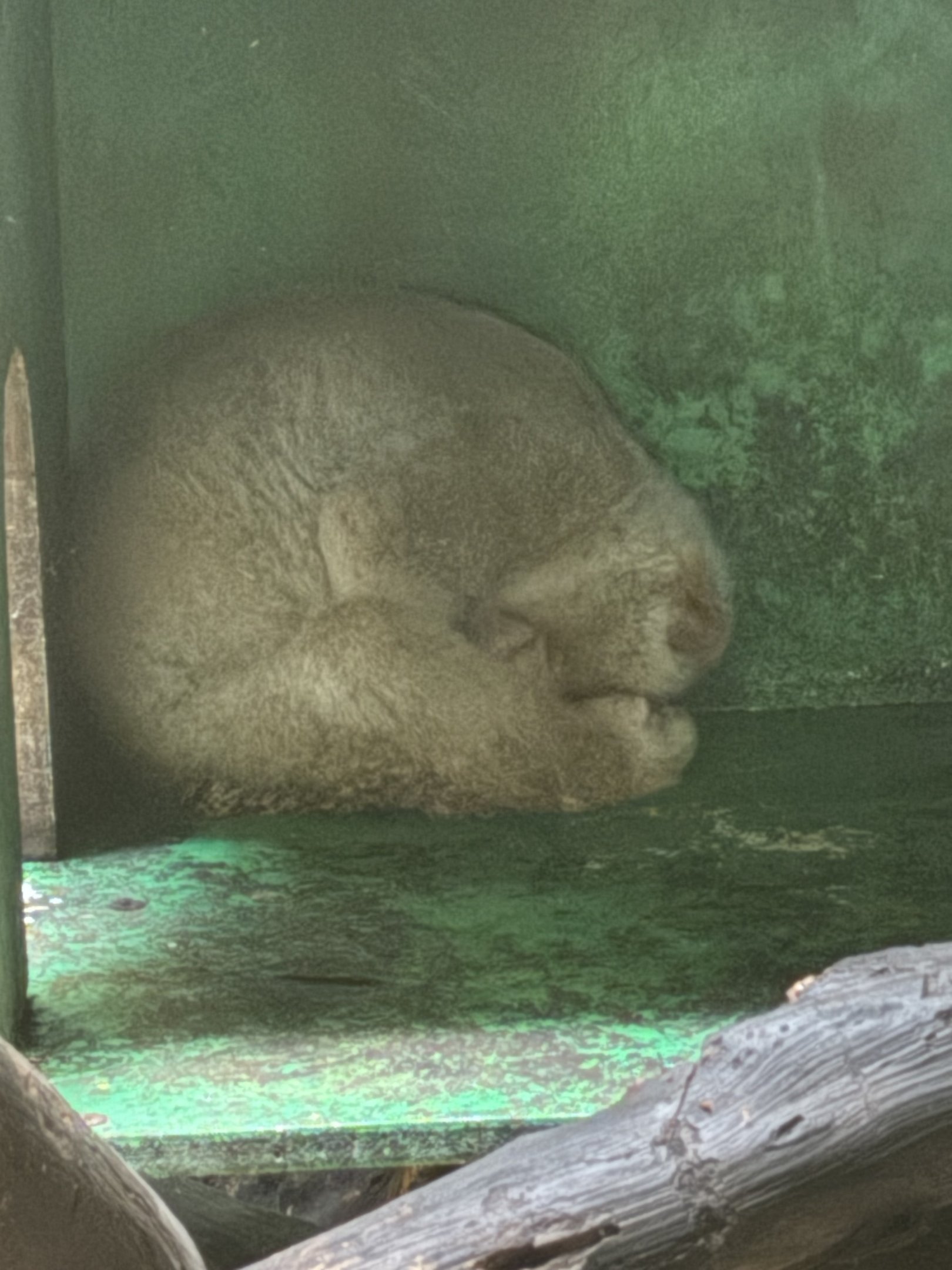 Forest of Asia - Bengal Slow Loris