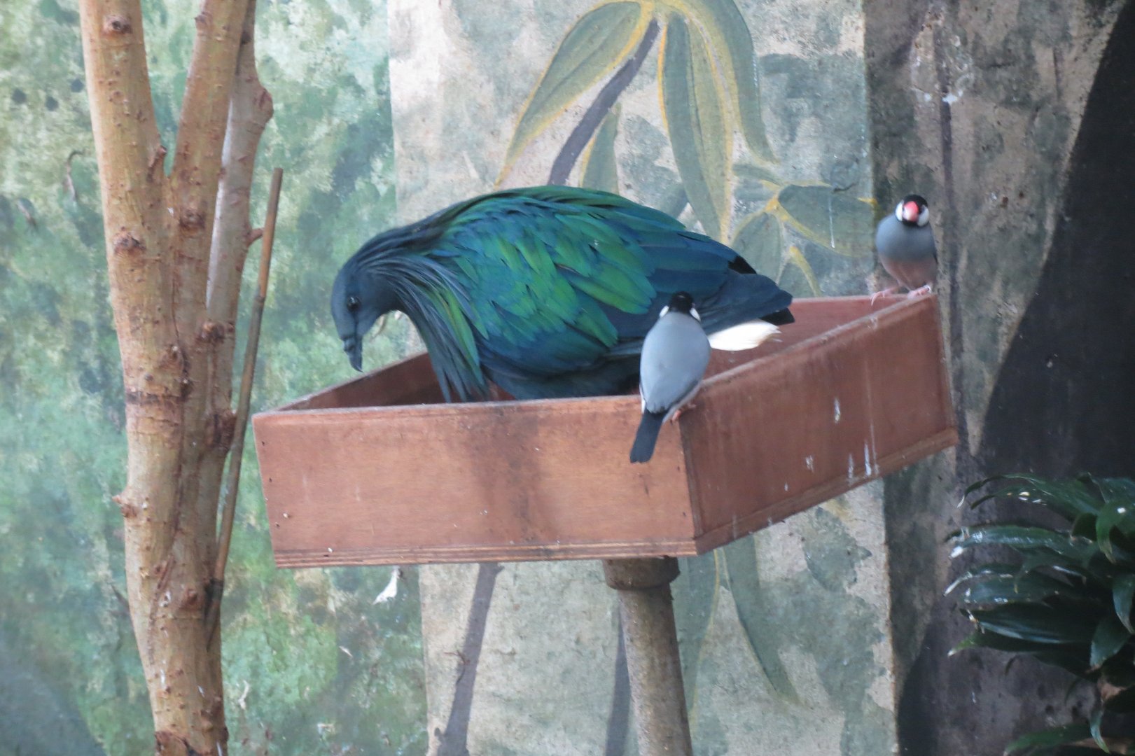 Forest of Birds - Nicobar pigeon and Java sparrows 261018