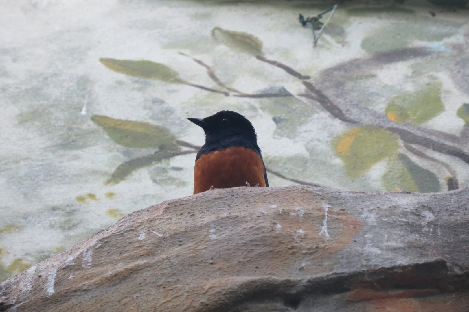 Forest of Birds - White-rumped shama 261018