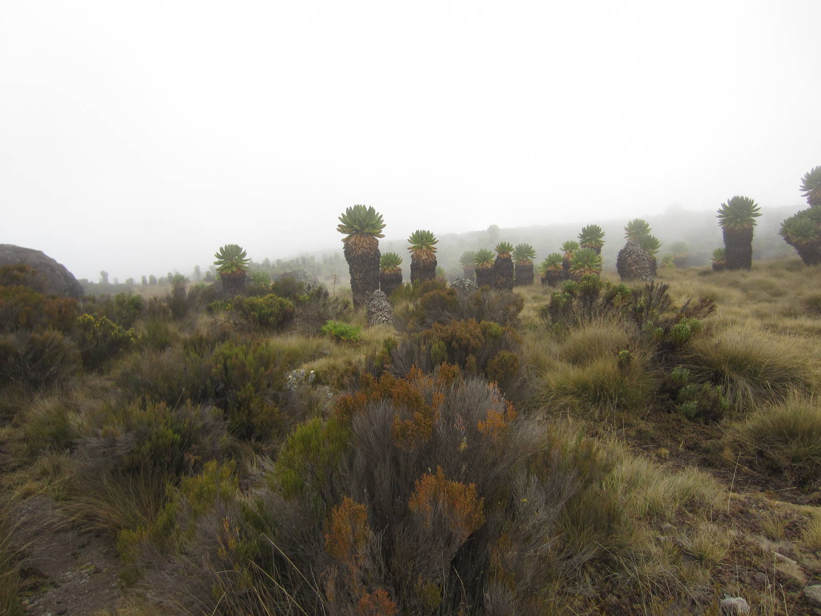 Forest of Giant Groundsel