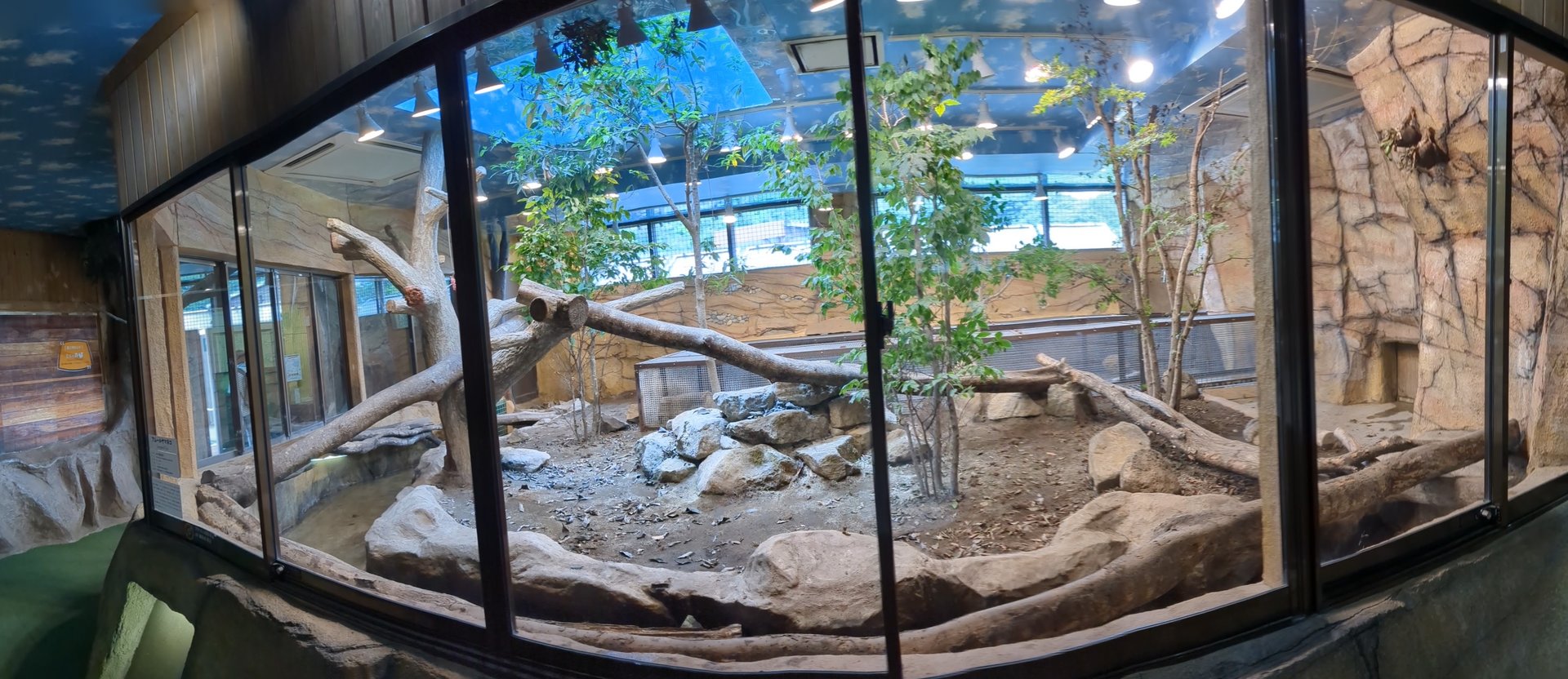 Forest Of The Conservation - Amur Leopard Cat Exhibit