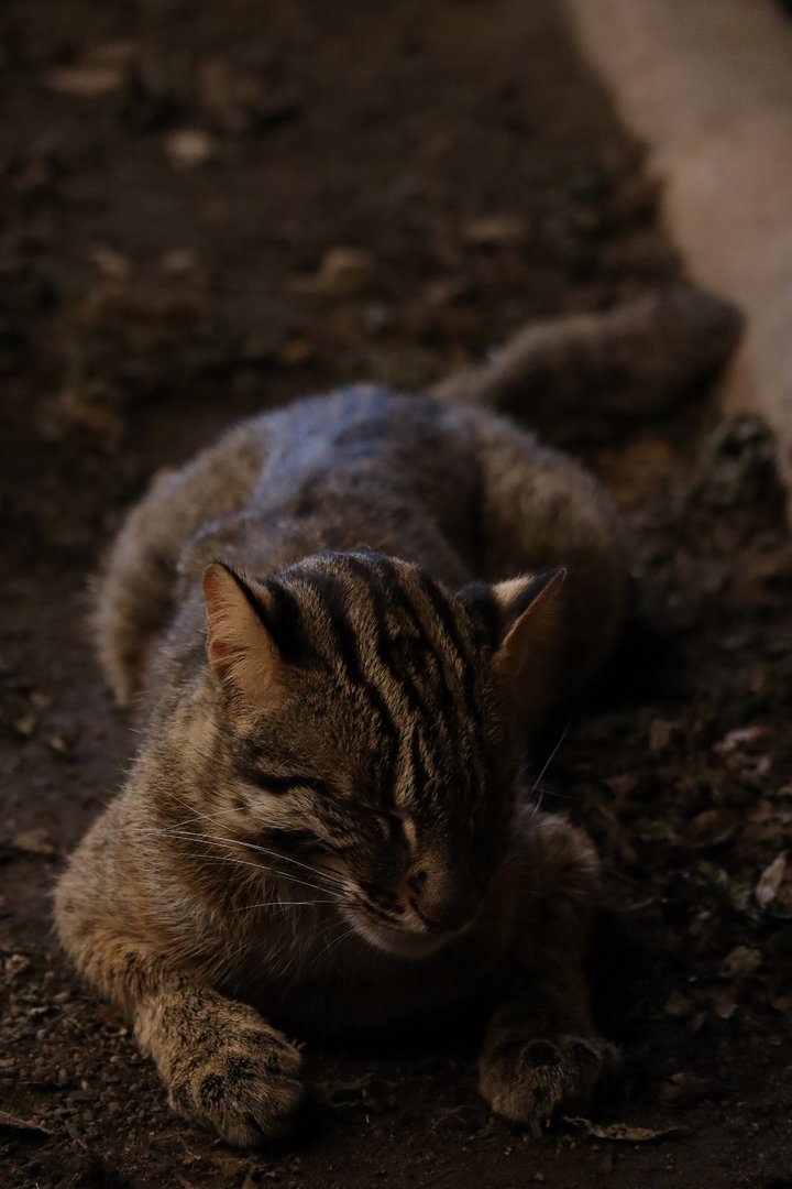 Forest Of The Conservation - Amur Leopard Cat