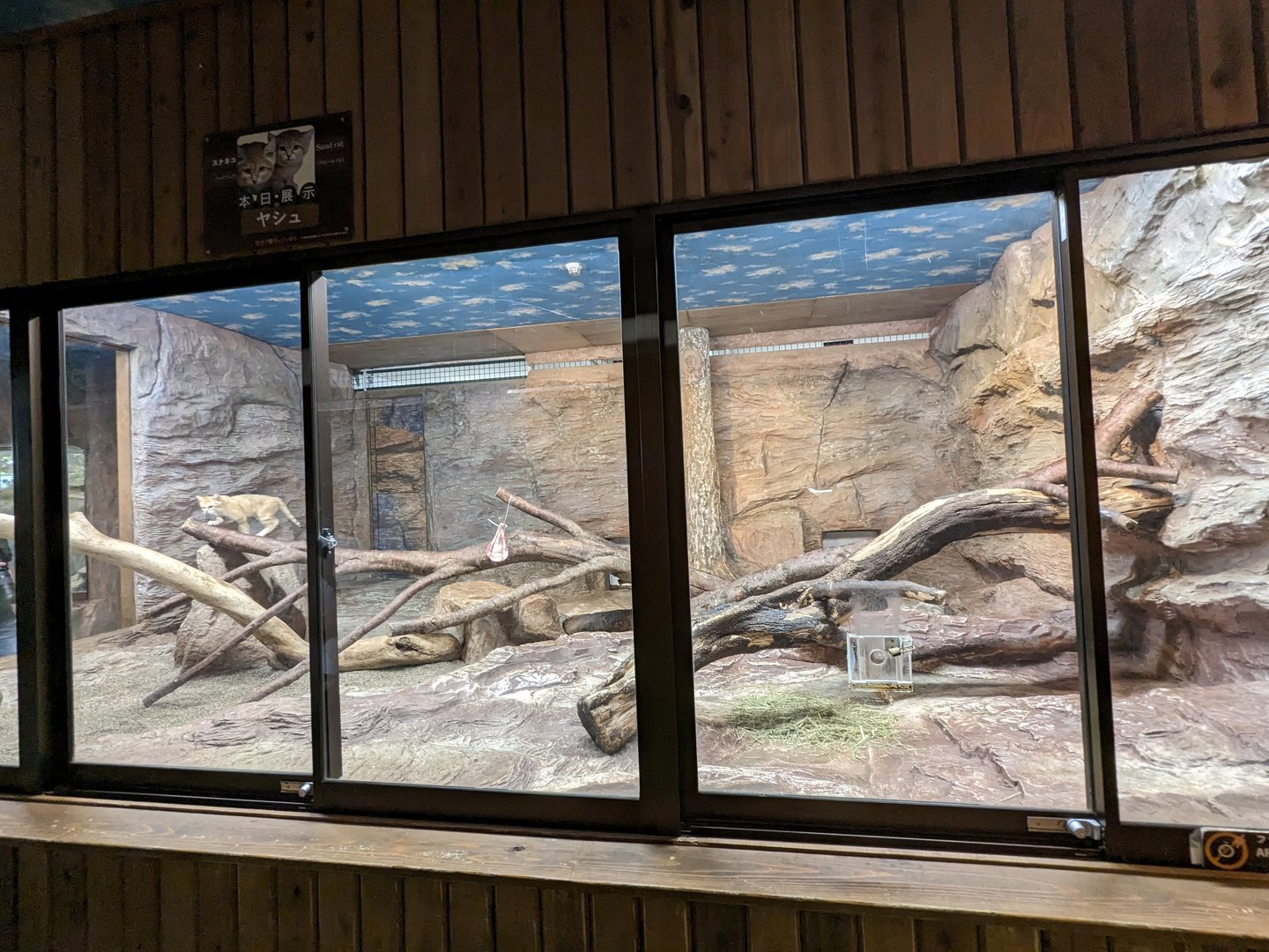 Forest Of The Conservation - Sand Cat Exhibit