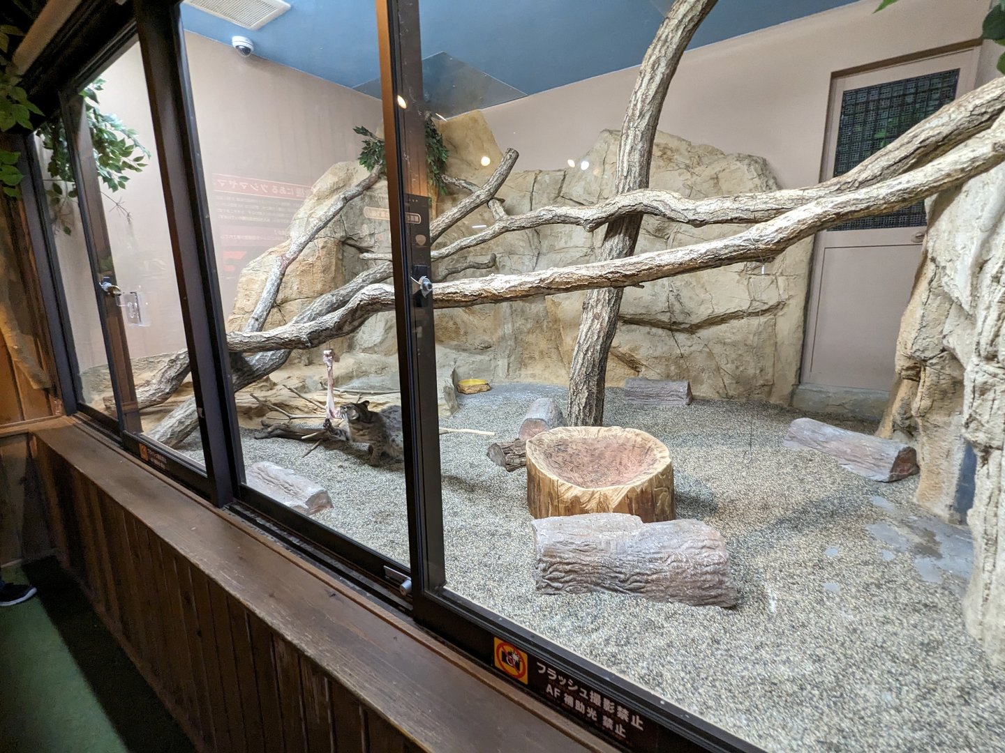 Forest Of The Conservation - Tsushima Leopard Cat Exhibit