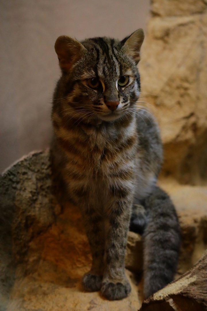 Forest OF The Conservation - Tsushima Leopard Cat