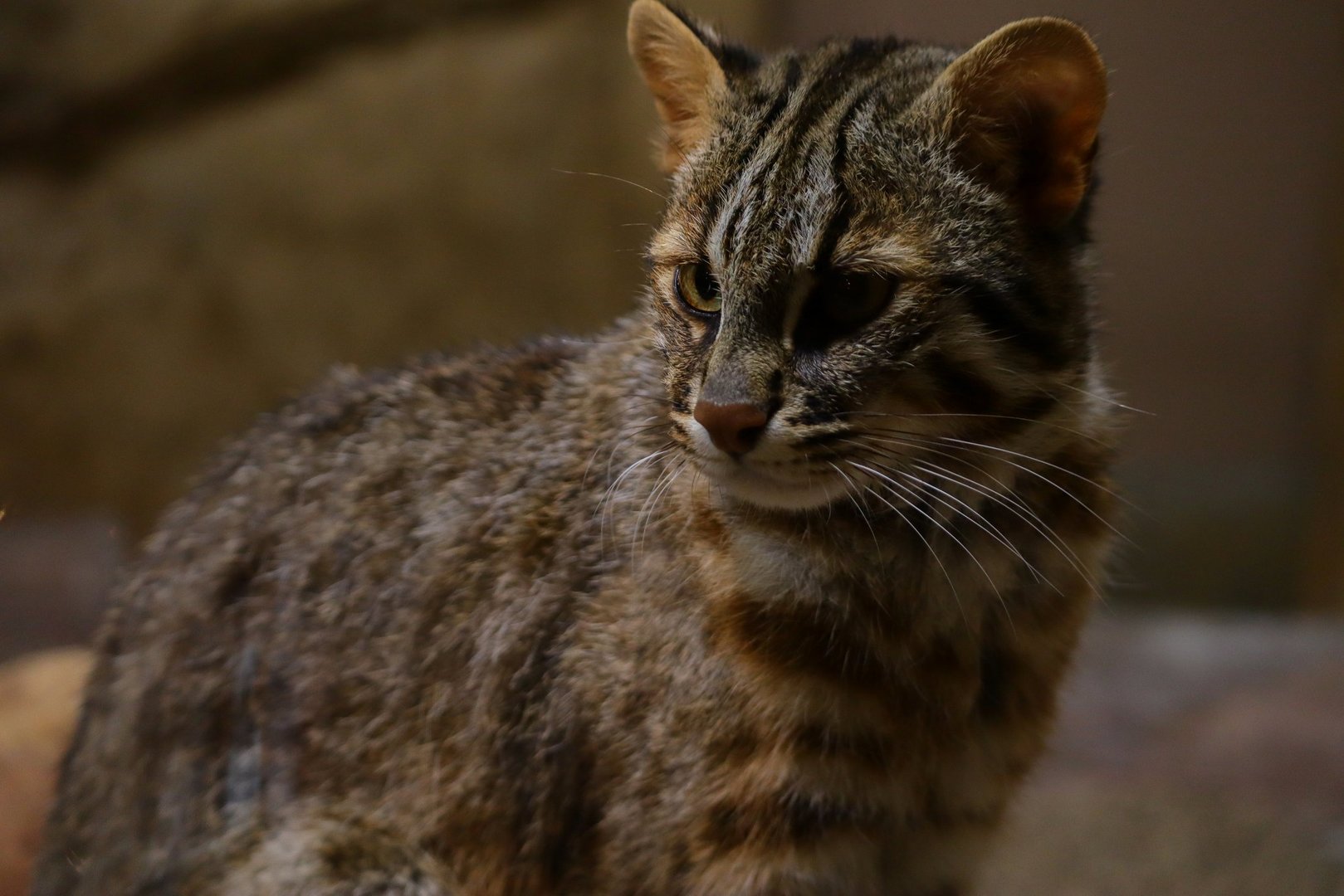 Forest OF The Conservation - Tsushima Leopard Cat