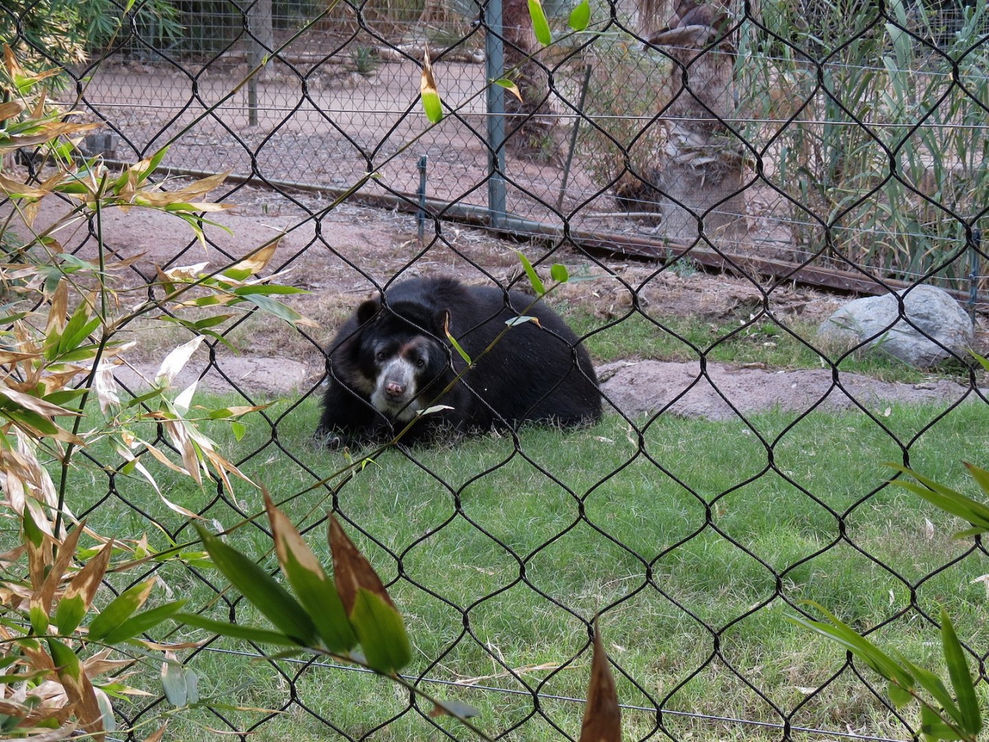 Forest of Uco - Andean Bear Exhibit - Third View