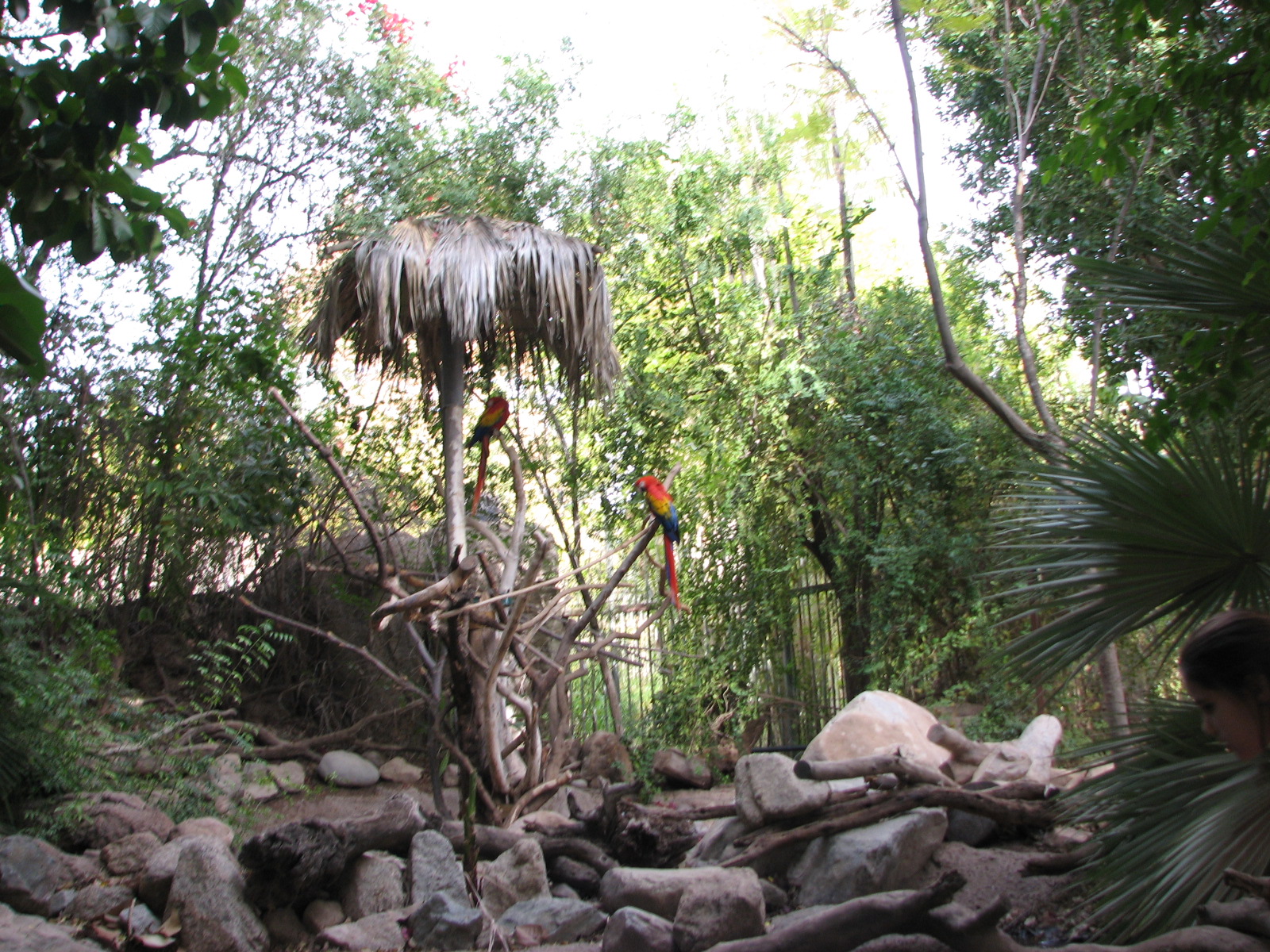 Forest of Uco - Aquarium and Scarlet Macaw
