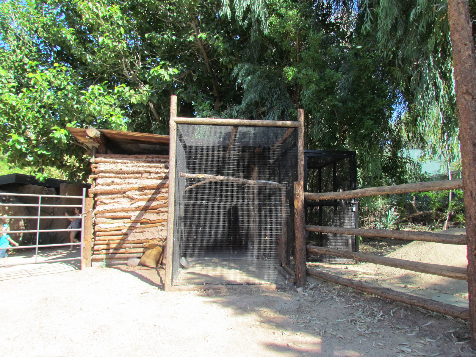 Forest of Uco - Barn Owl Exhibit