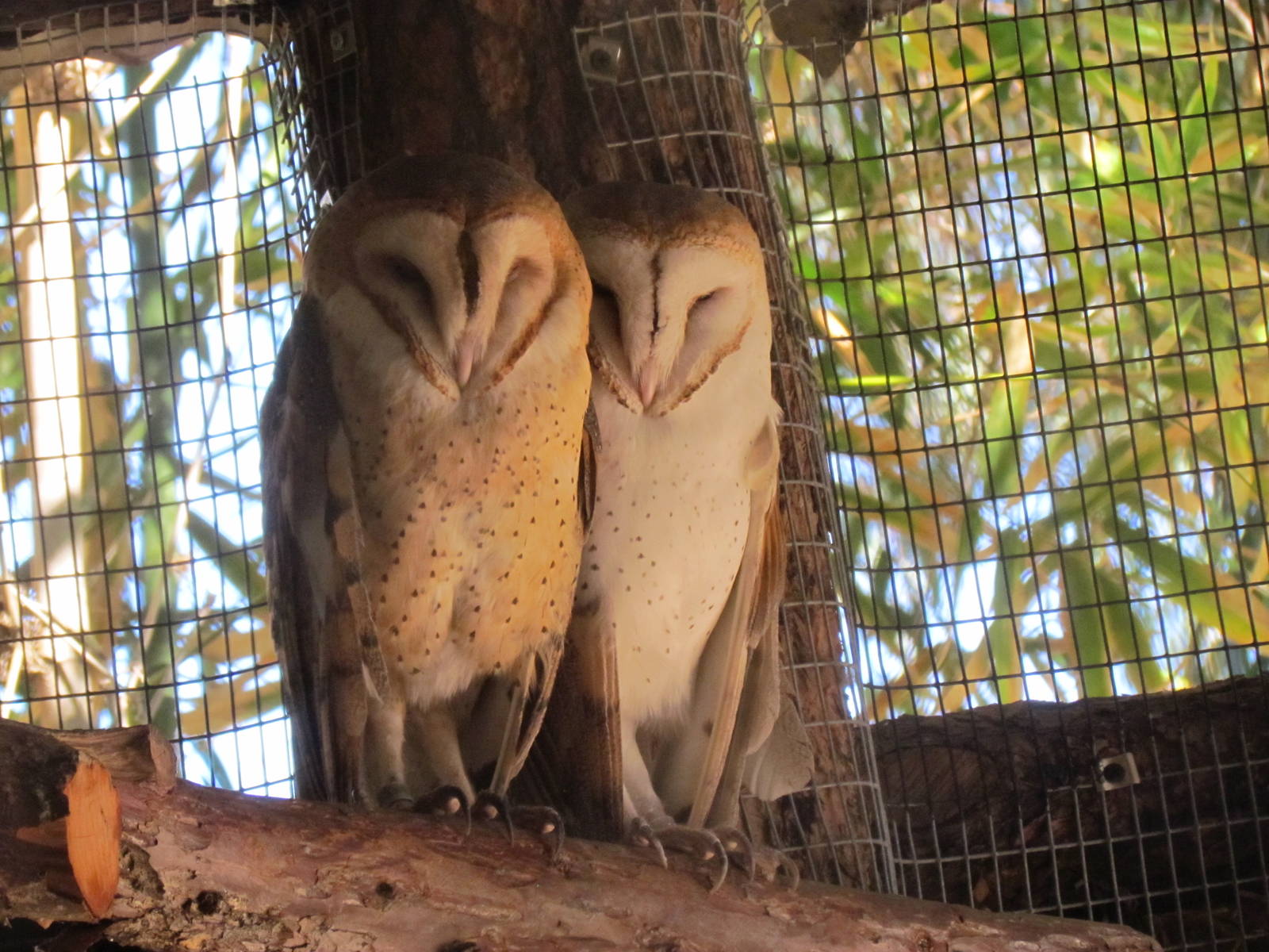 Forest of Uco - Barn Owls