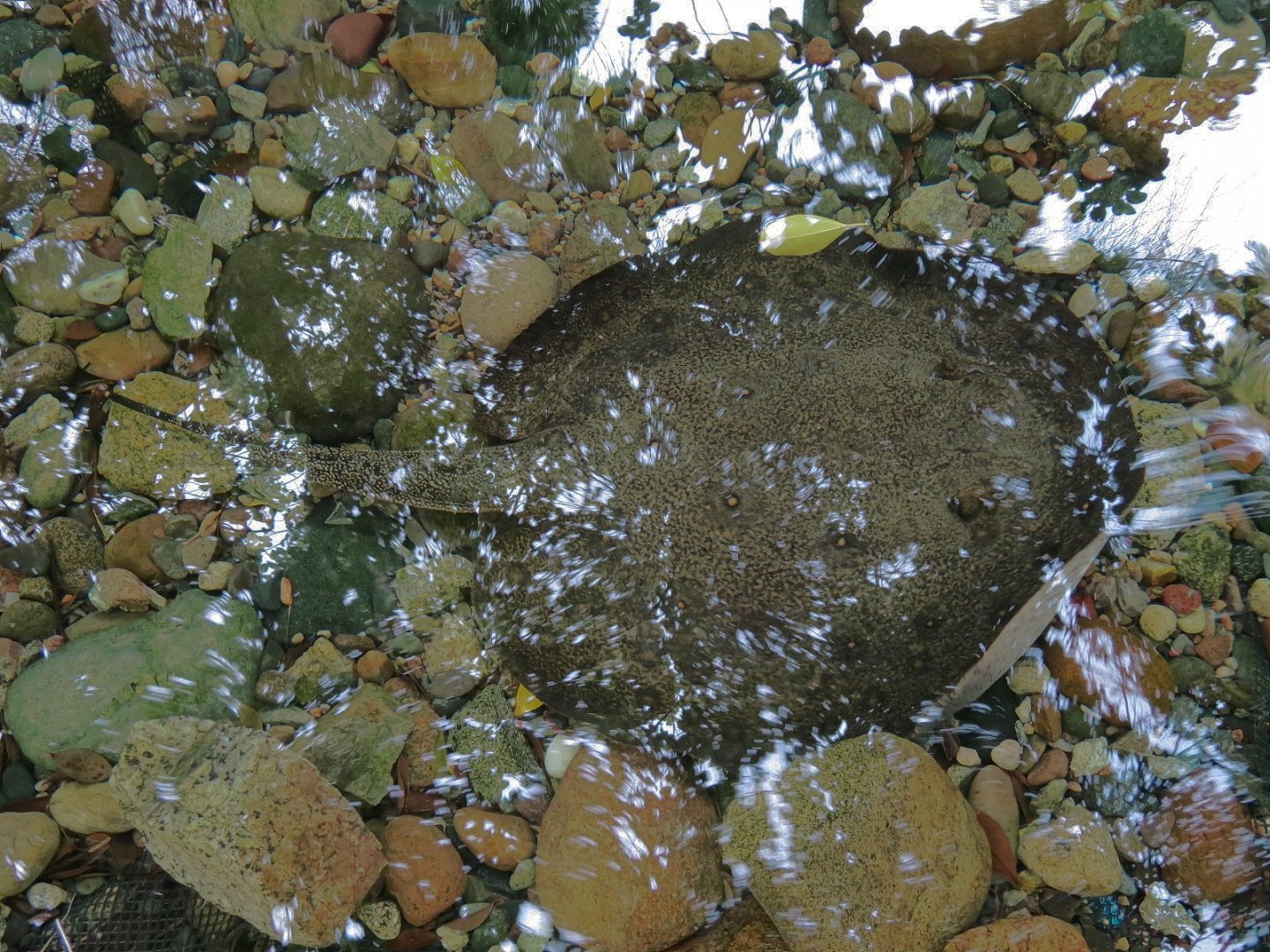Forest of Uco - Fish Exhibit - Ocellate River Stingray
