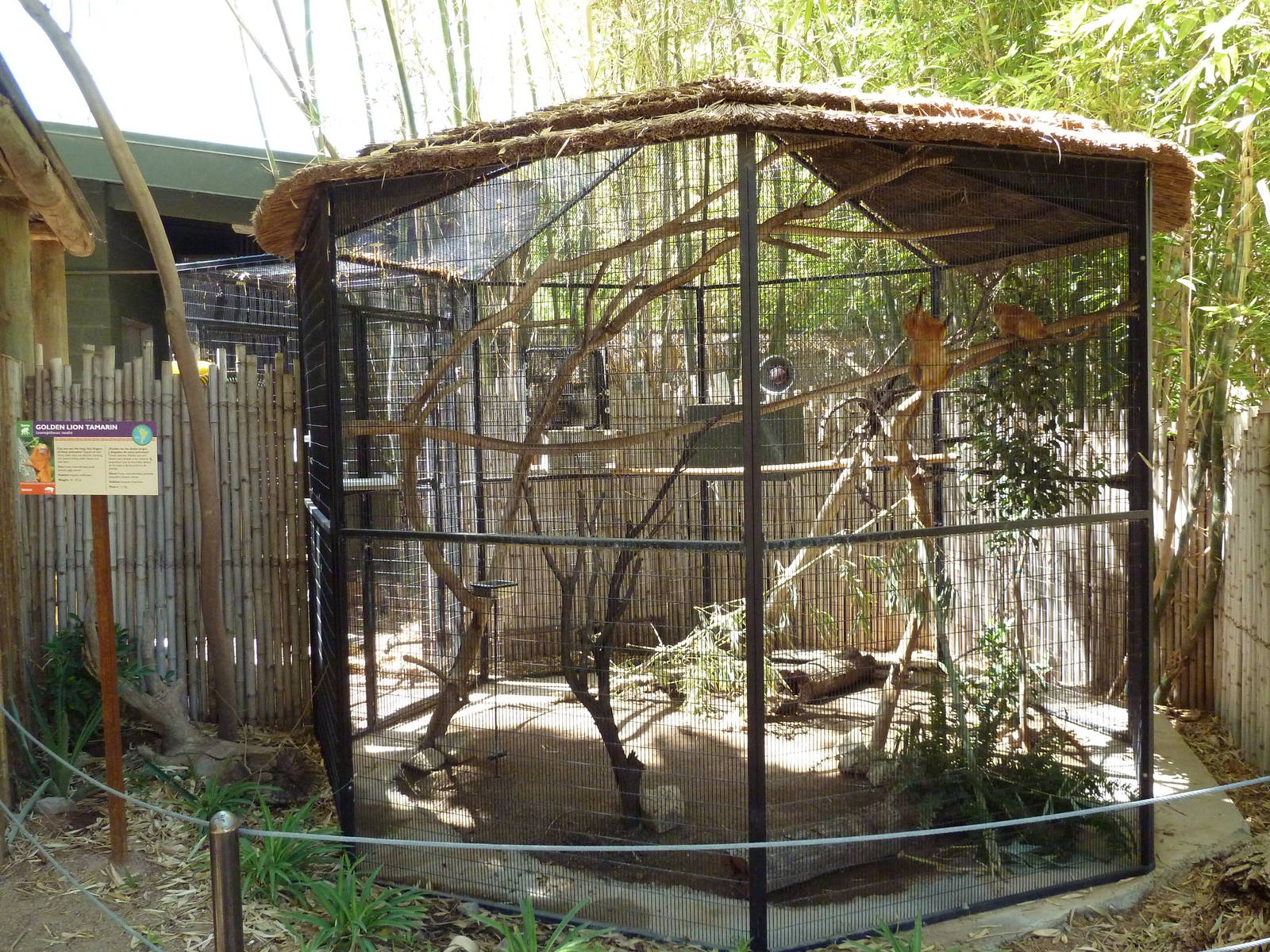 Forest of Uco - Golden Lion Tamarin Exhibit