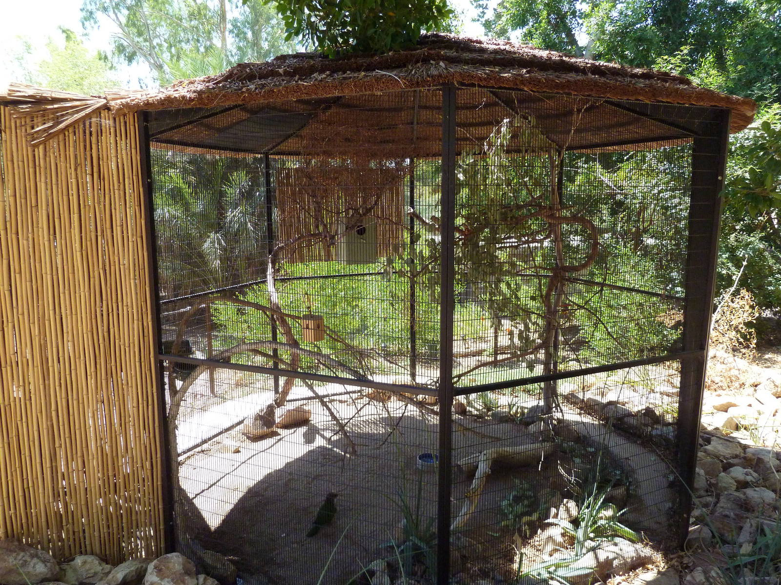 Forest of Uco - Hawk-Headed Parrot Exhibit