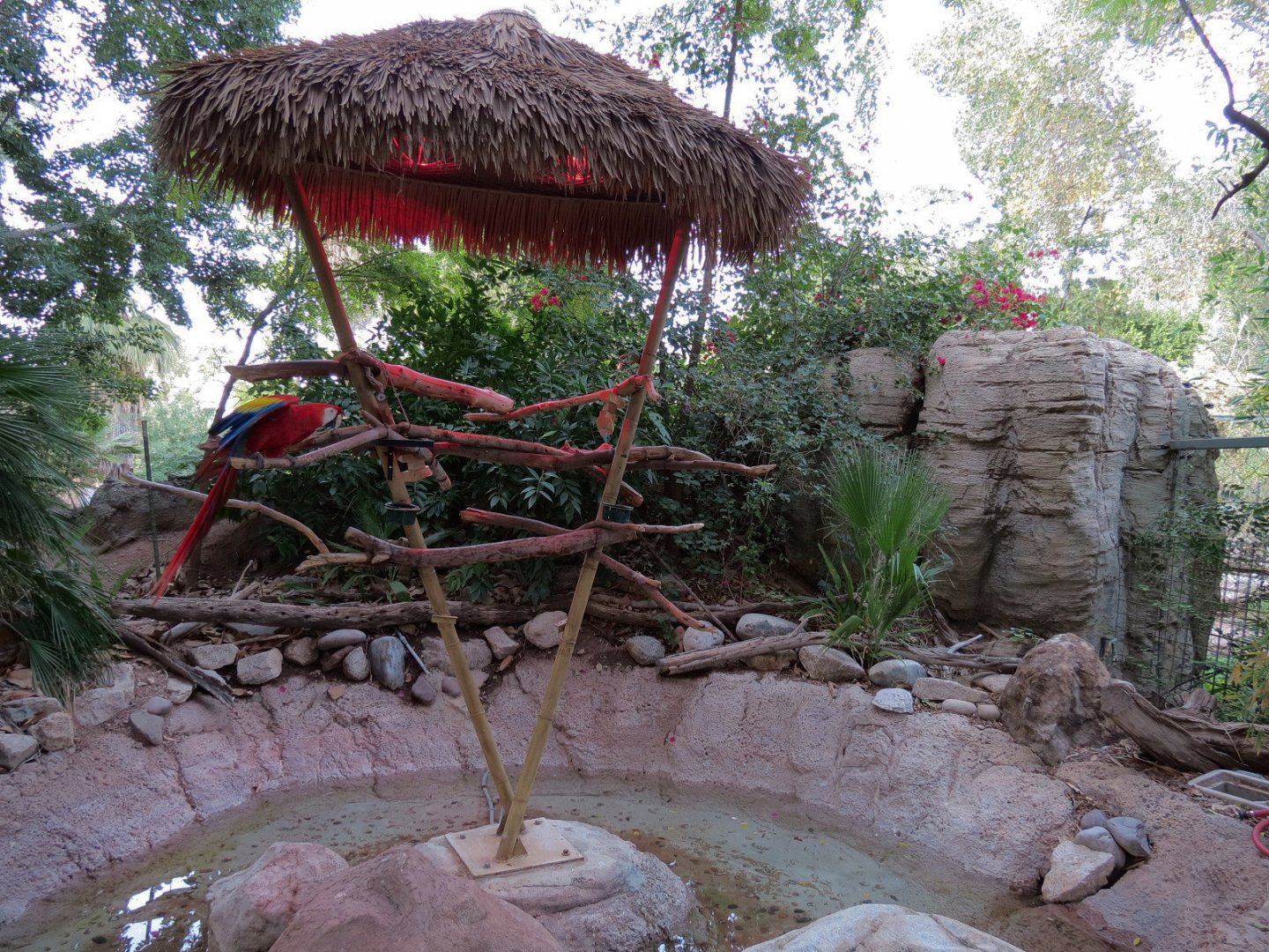 Forest of Uco - Scarlet Macaw Exhibit