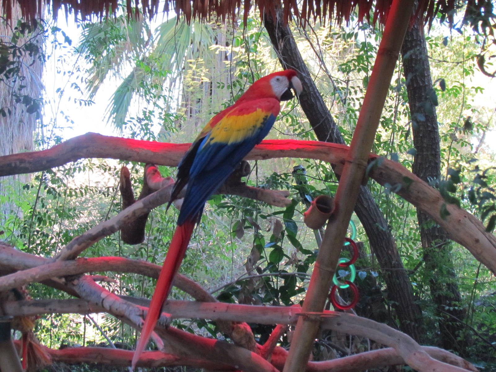 Forest of Uco - Scarlet Macaw