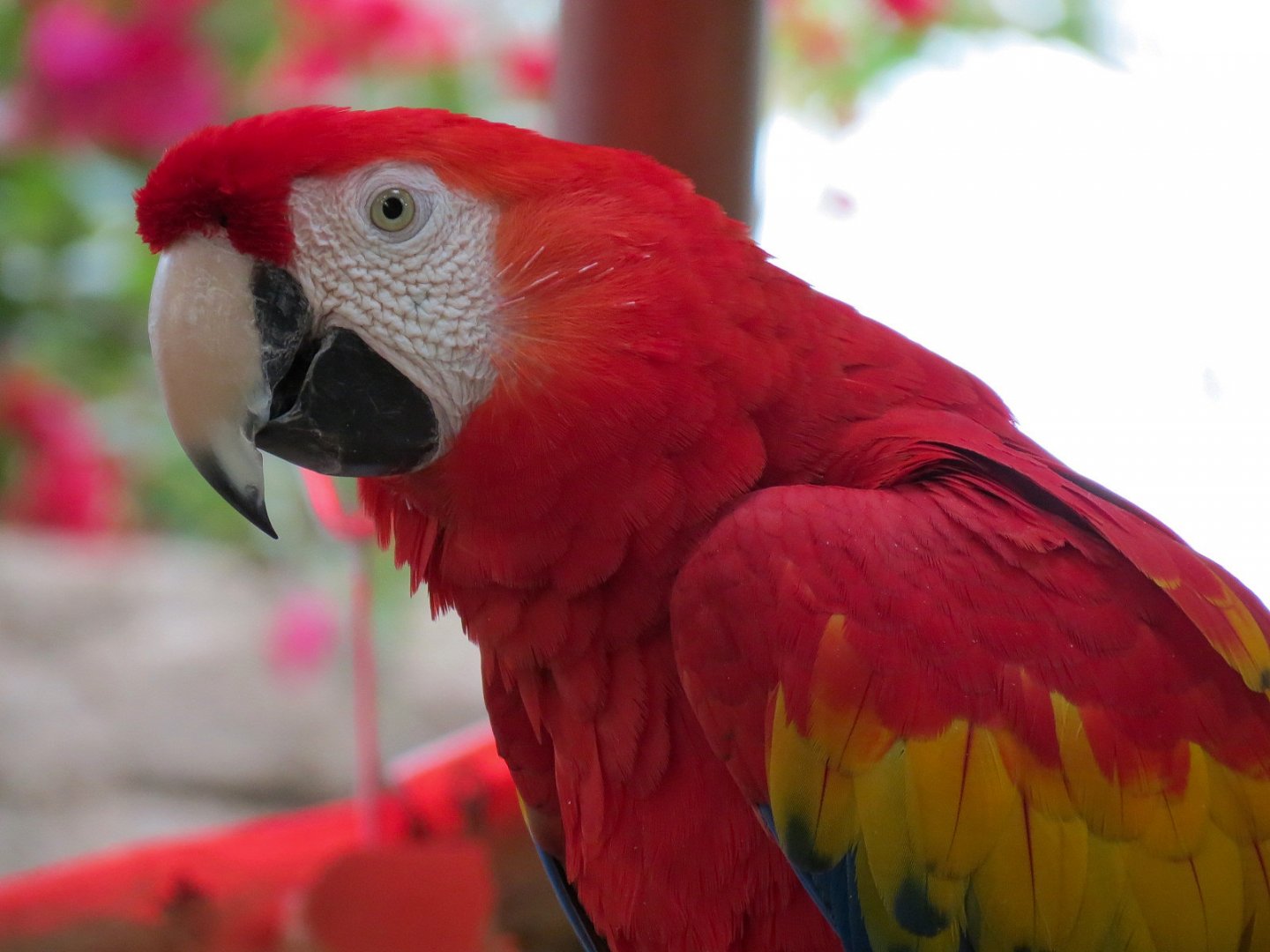 Forest of Uco - Scarlet Macaw