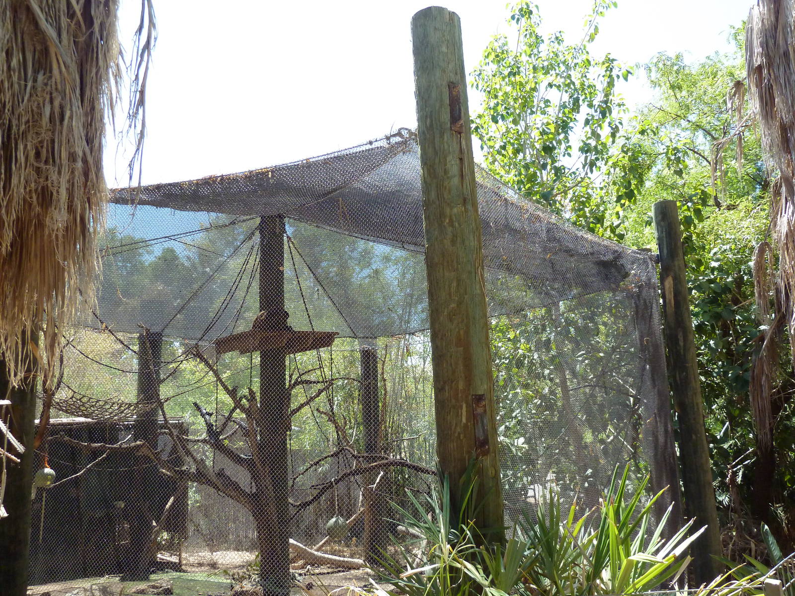 Forest of Uco - Spider Monkey Exhibit