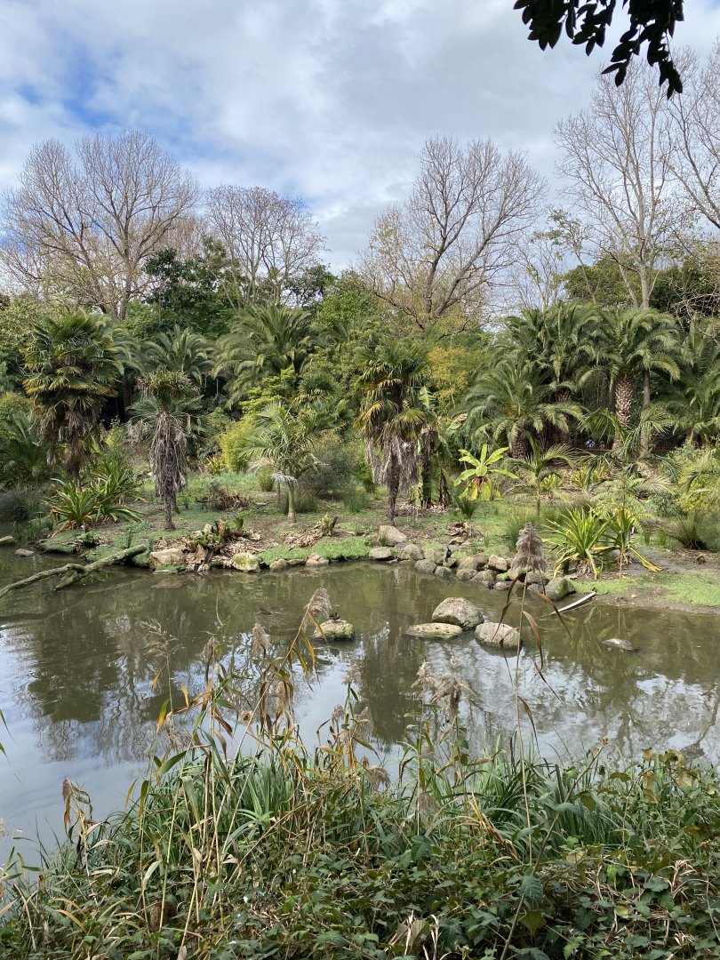 Forest of Wonders Island