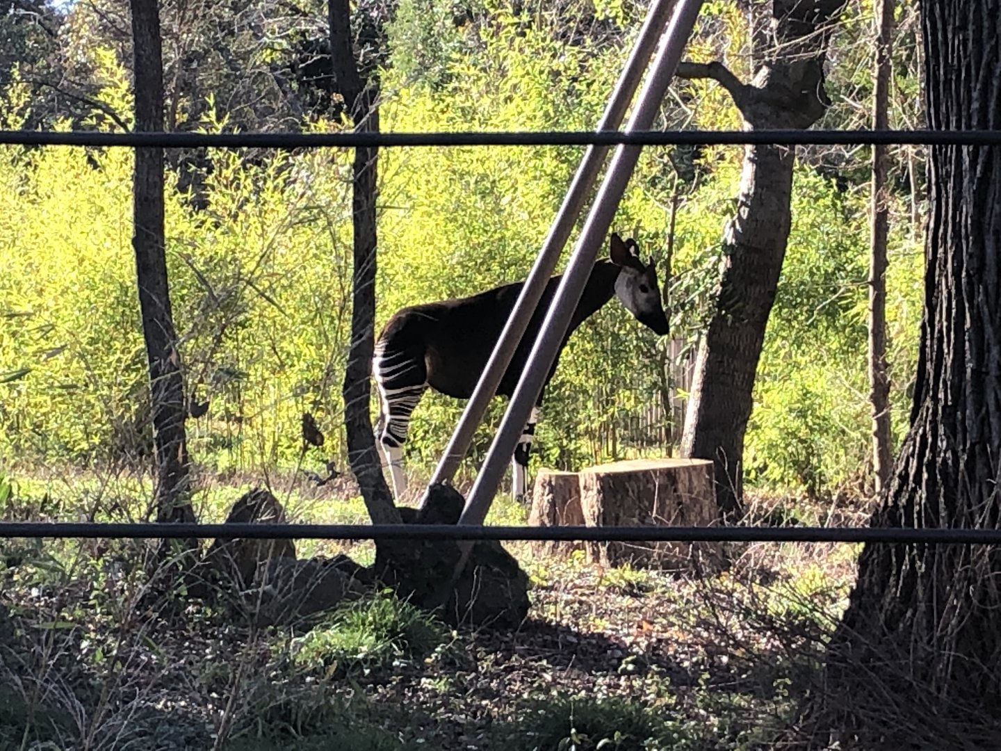 Forest, Okapi